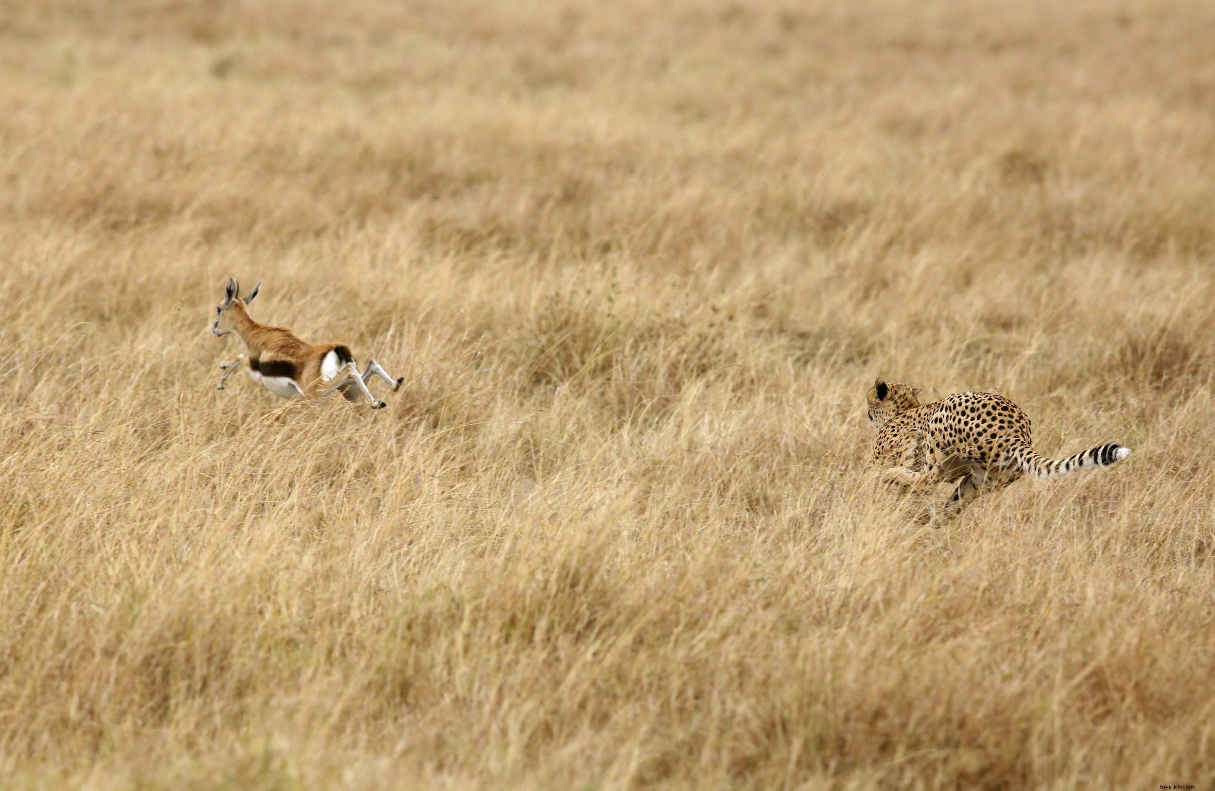 Cheetahs: The World s Fastest Land Animals – Key Facts, Behavior, and Top Safari Spots in Africa