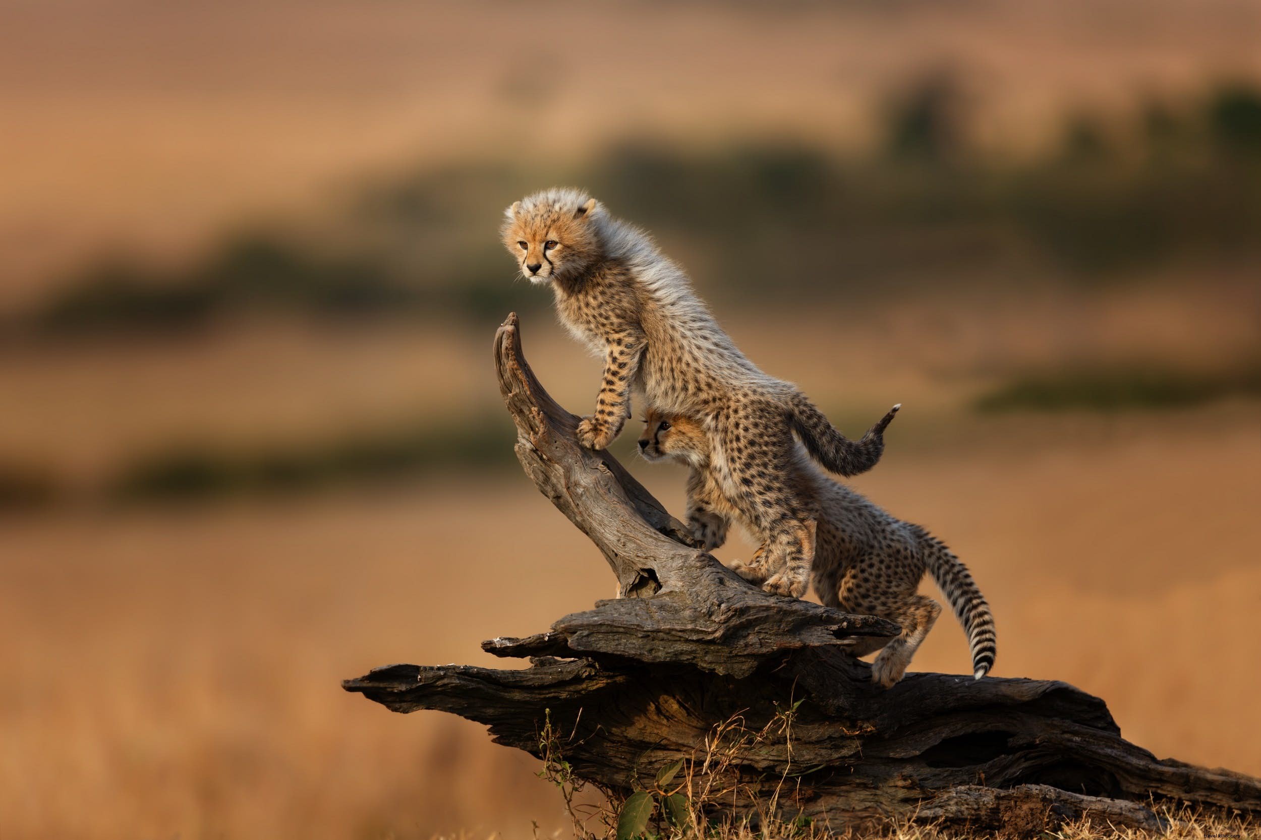 Cheetahs: The World s Fastest Land Animals – Key Facts, Behavior, and Top Safari Spots in Africa