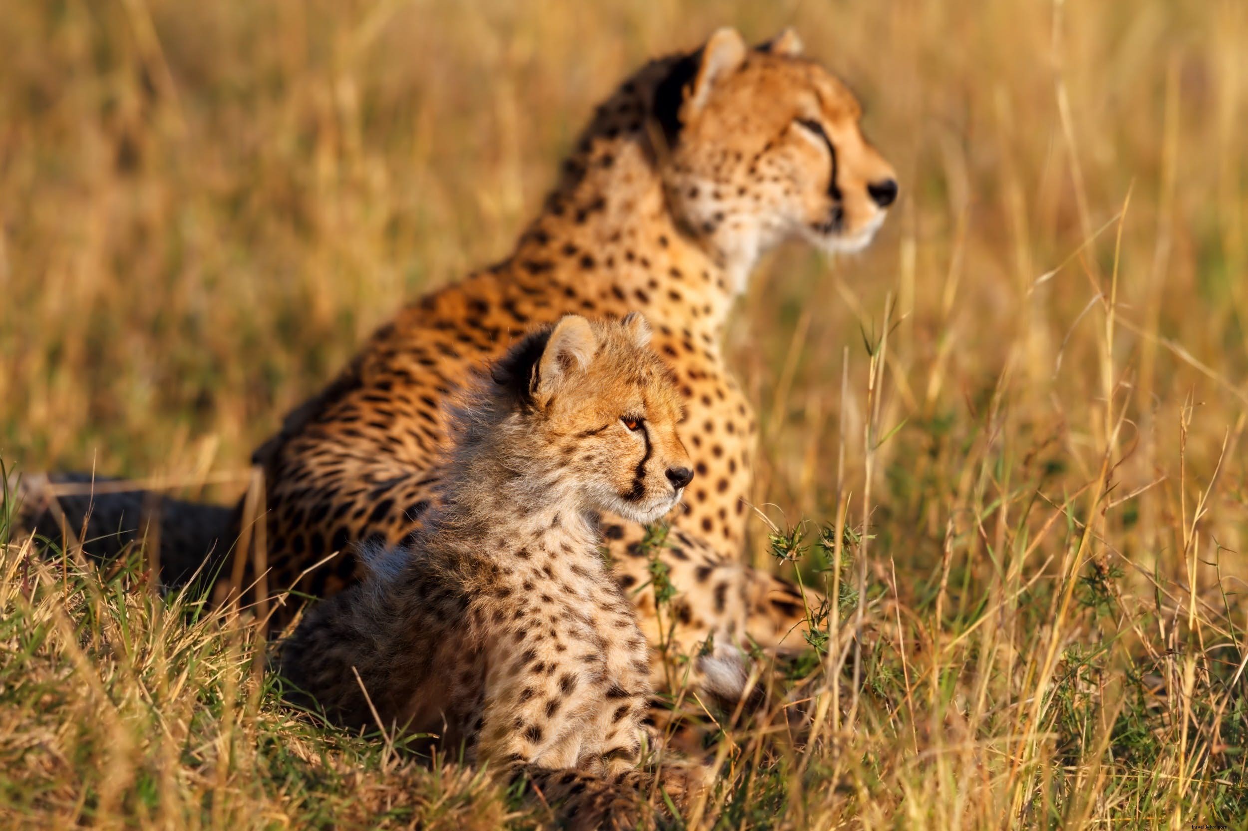 Cheetahs: The World s Fastest Land Animals – Key Facts, Behavior, and Top Safari Spots in Africa