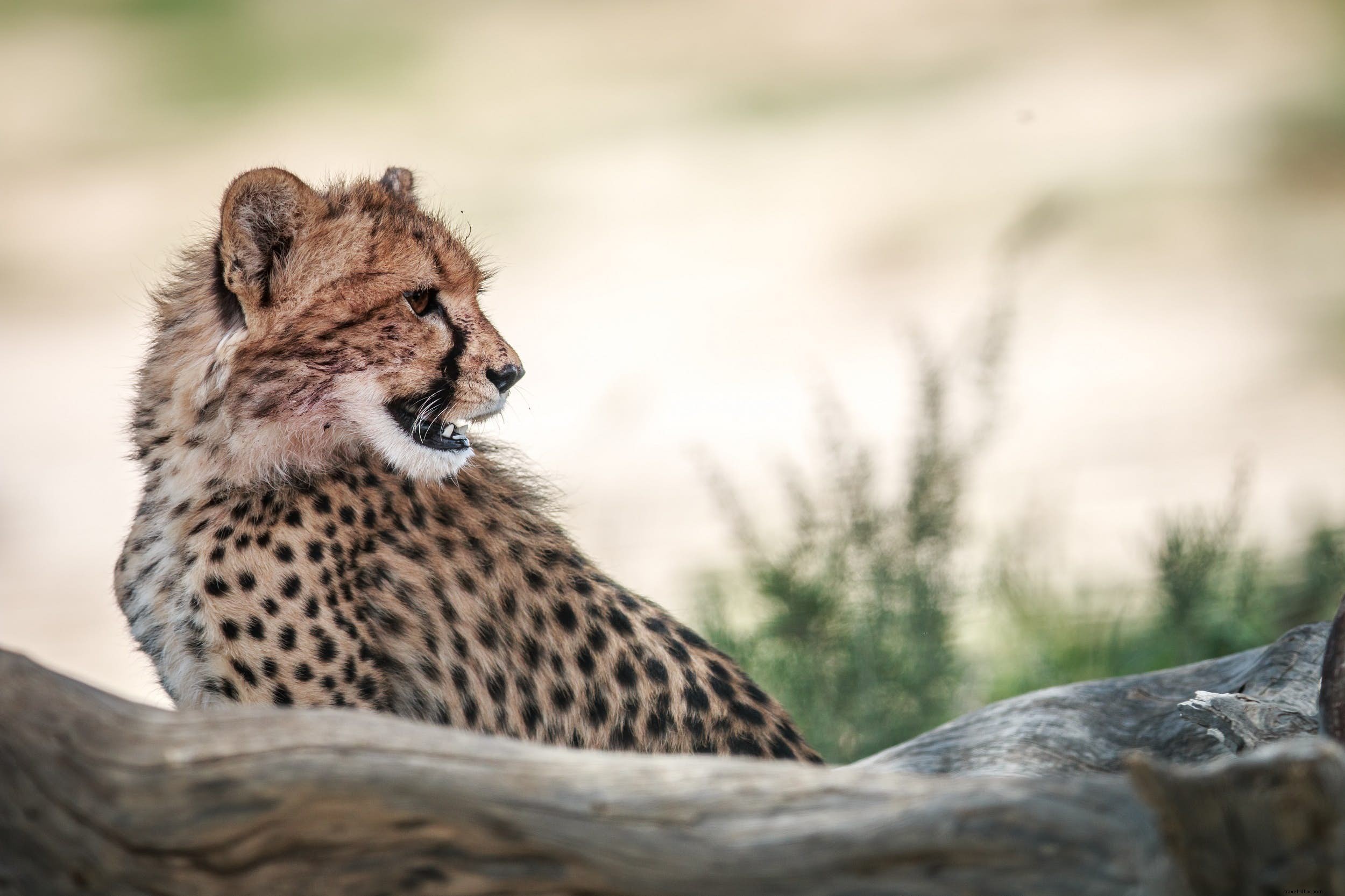 Cheetahs: The World s Fastest Land Animals – Key Facts, Behavior, and Top Safari Spots in Africa
