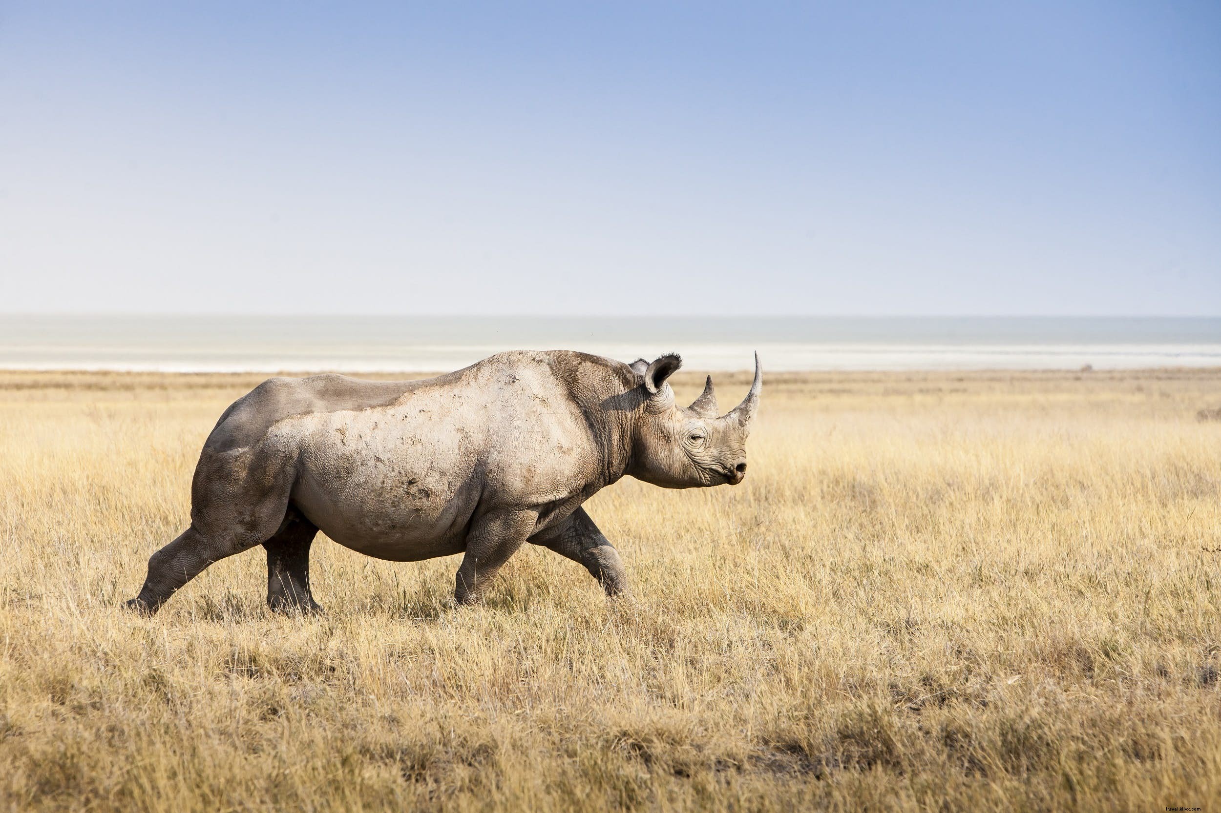 African Rhinos: Facts, Behavior, and Top Safari Destinations to Spot Them