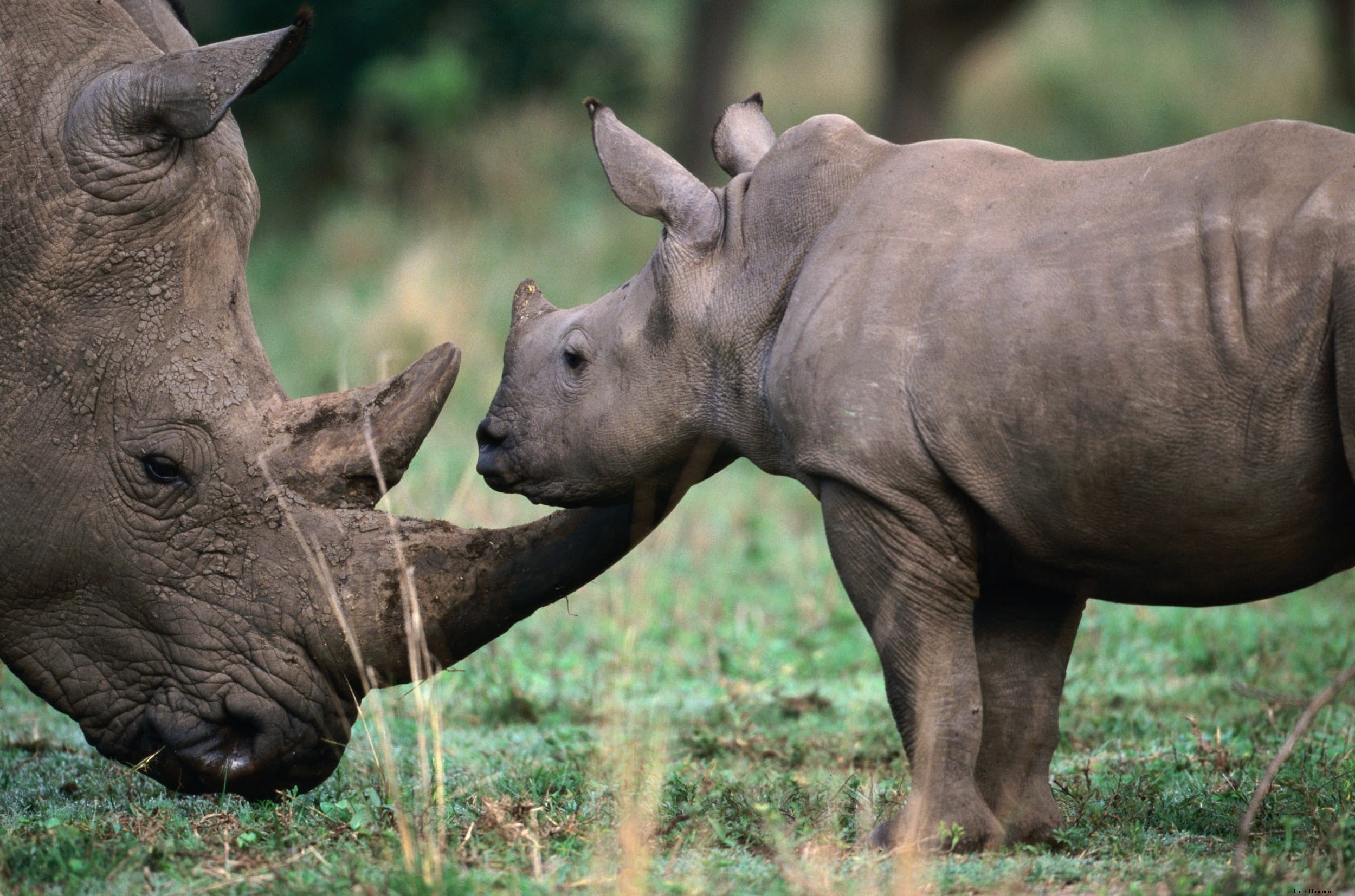 African Rhinos: Facts, Behavior, and Top Safari Destinations to Spot Them