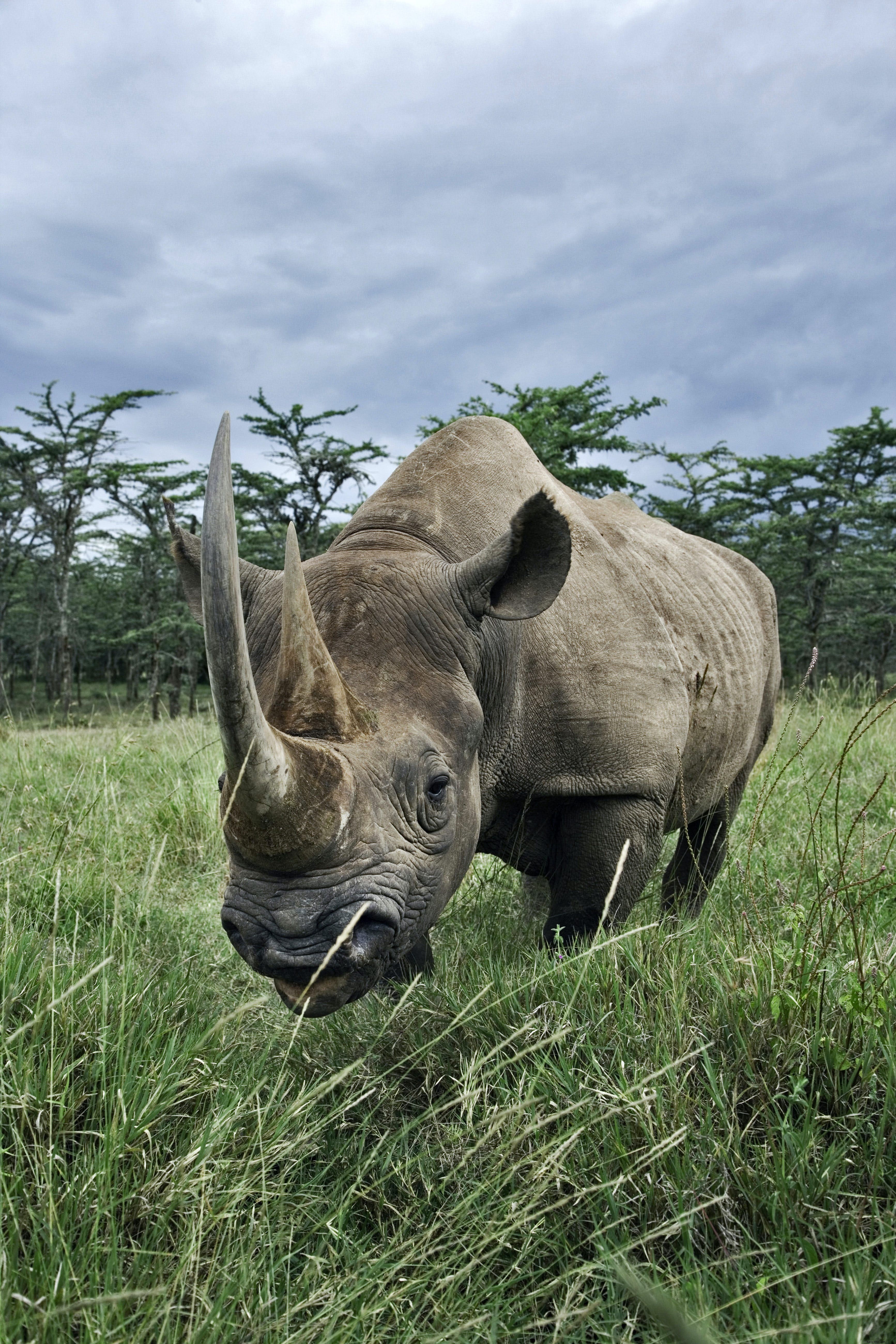 African Rhinos: Facts, Behavior, and Top Safari Destinations to Spot Them