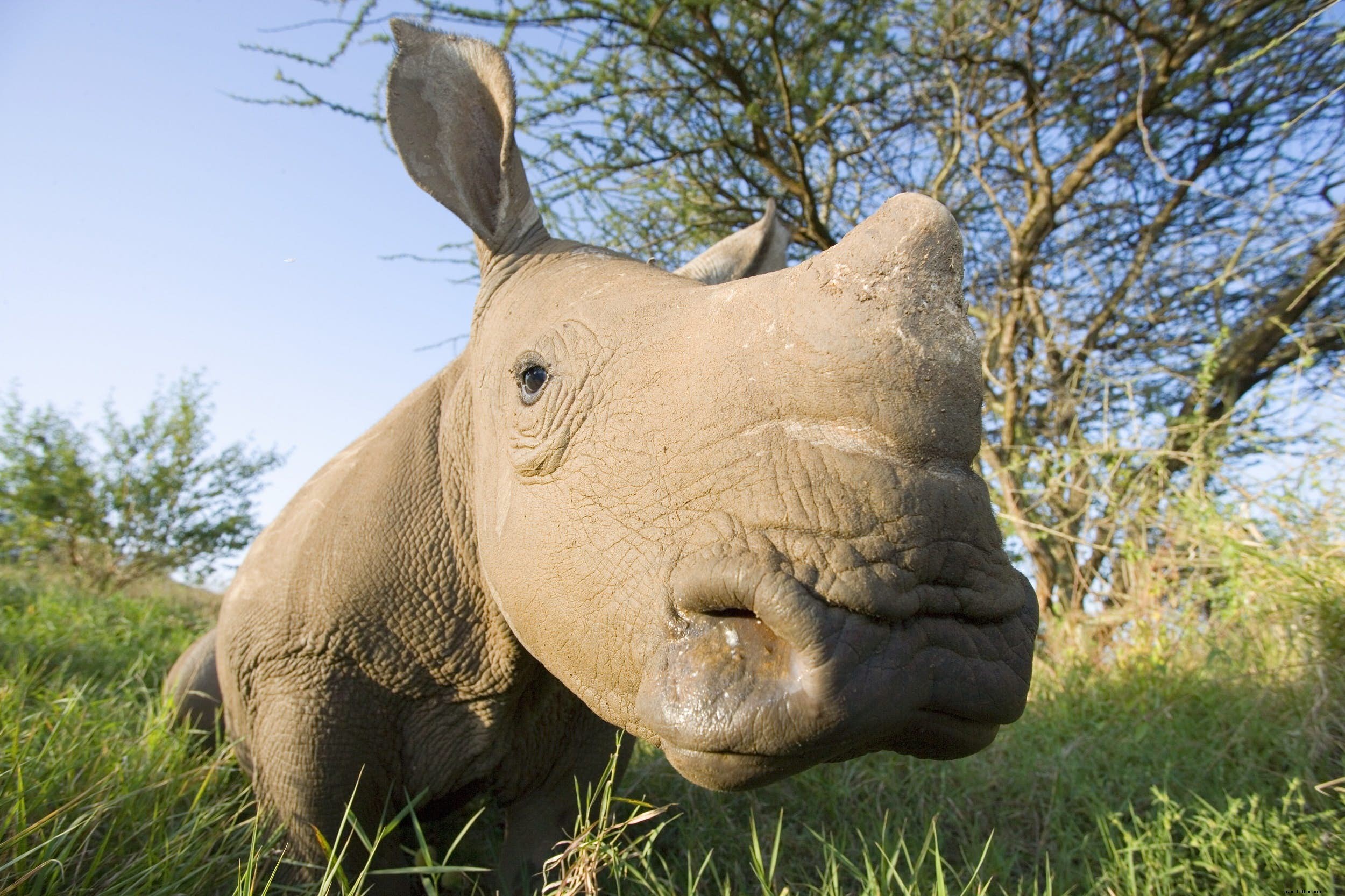 African Rhinos: Facts, Behavior, and Top Safari Destinations to Spot Them
