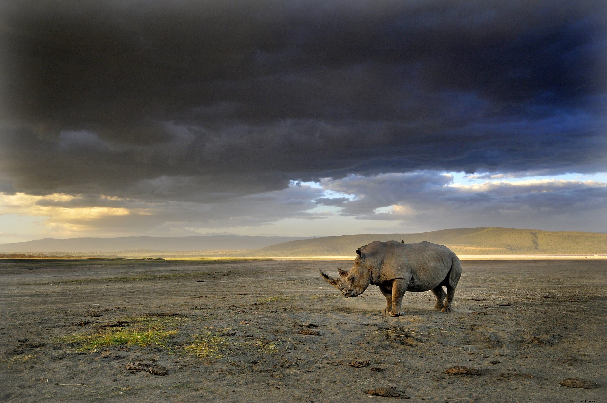 African Rhinos: Facts, Behavior, and Top Safari Destinations to Spot Them