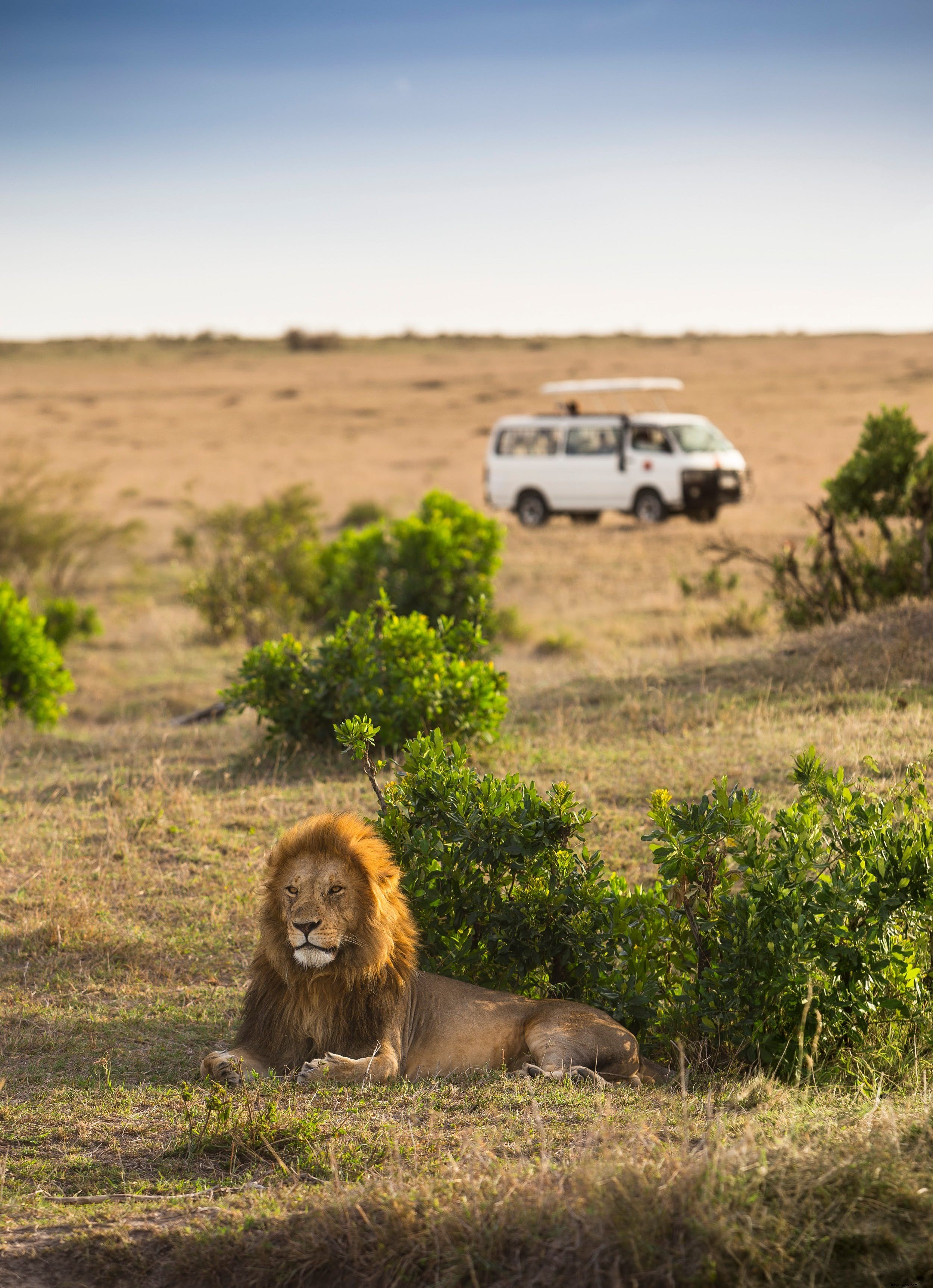 Self-Drive Safari in Africa: Are You Ready? Pros, Cons, and Top Alternatives