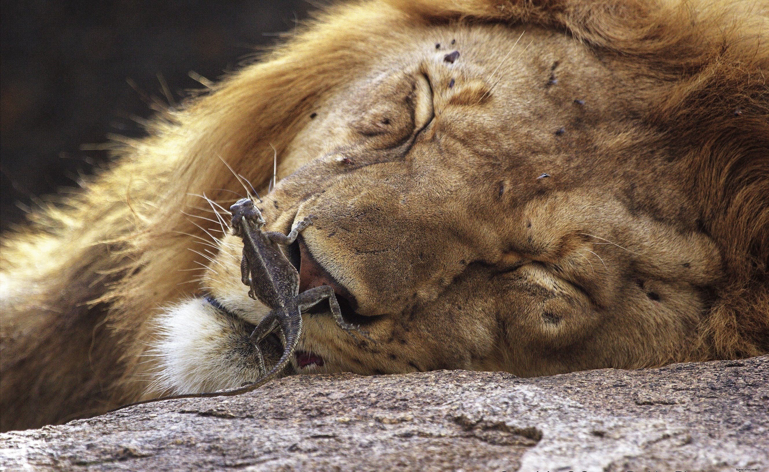 African Lions: Fascinating Facts, Behavior, and the Best Places to See Them on Safari
