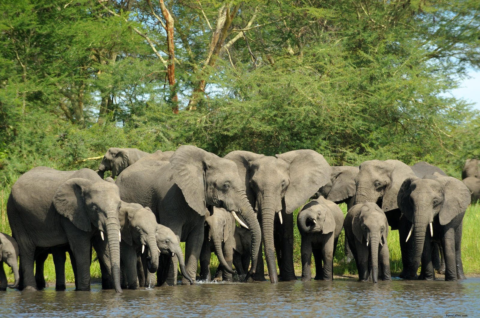 Malawi s Wildlife Renaissance: African Parks Revives Majete, Liwonde, and Nkhotakota