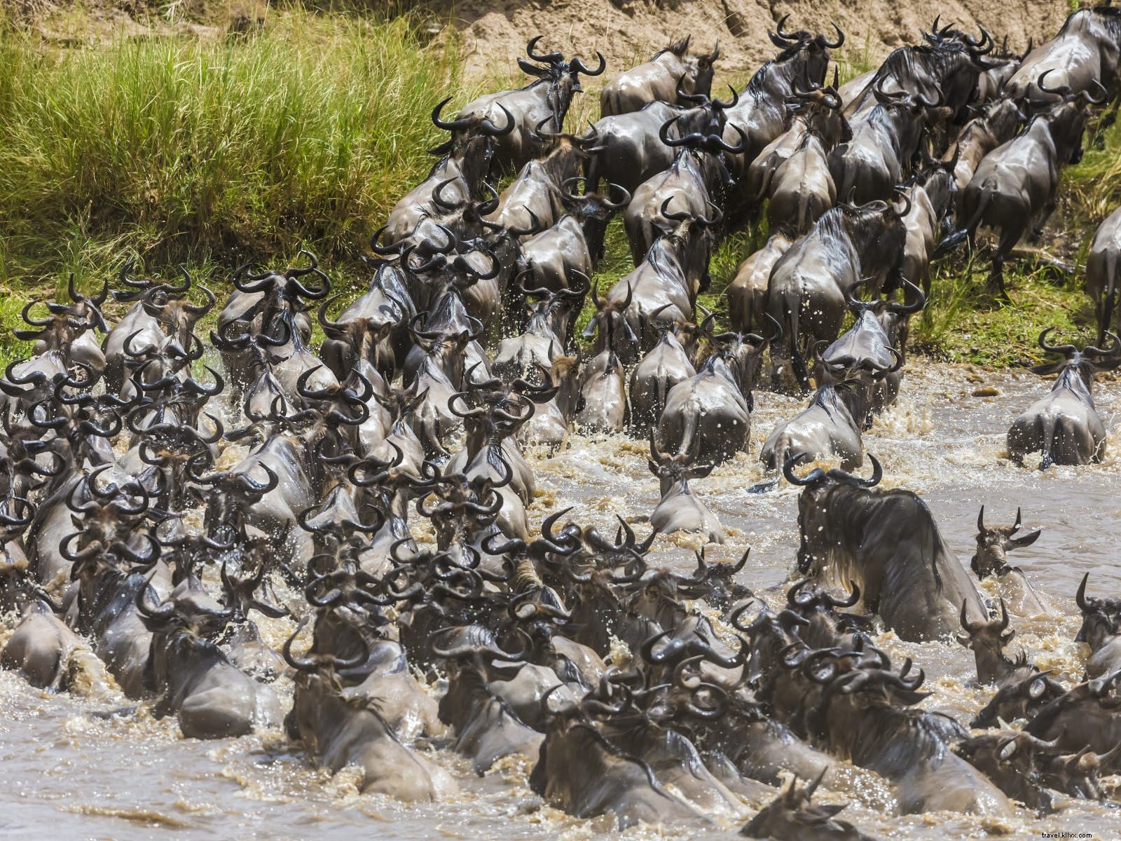 Top August Wildlife Destinations: Masai Mara, Tonga, Madagascar & Iceland