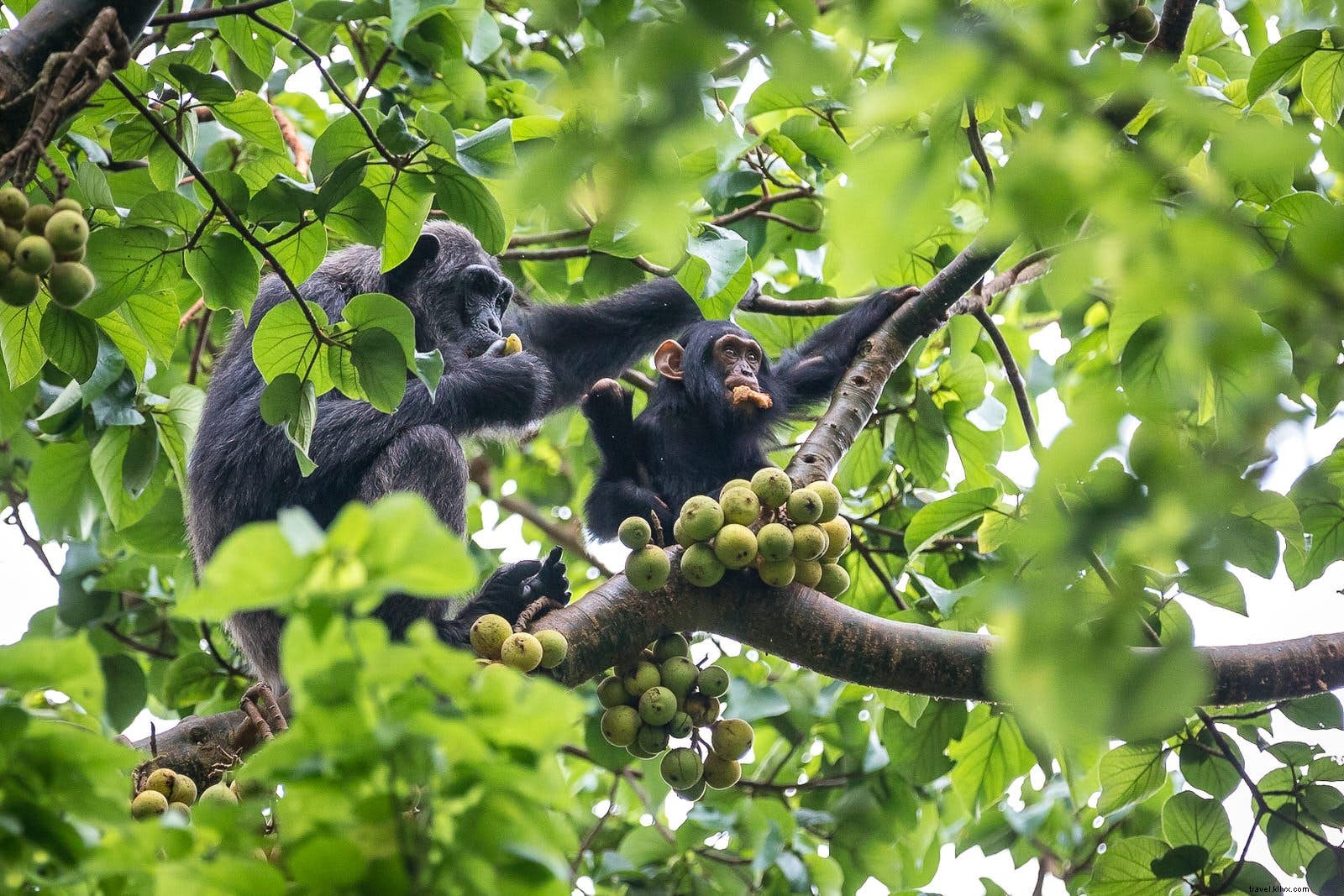 Chimpanzee Tracking in Uganda s Kibale Forest: One of the World s Most Thrilling Wildlife Encounters