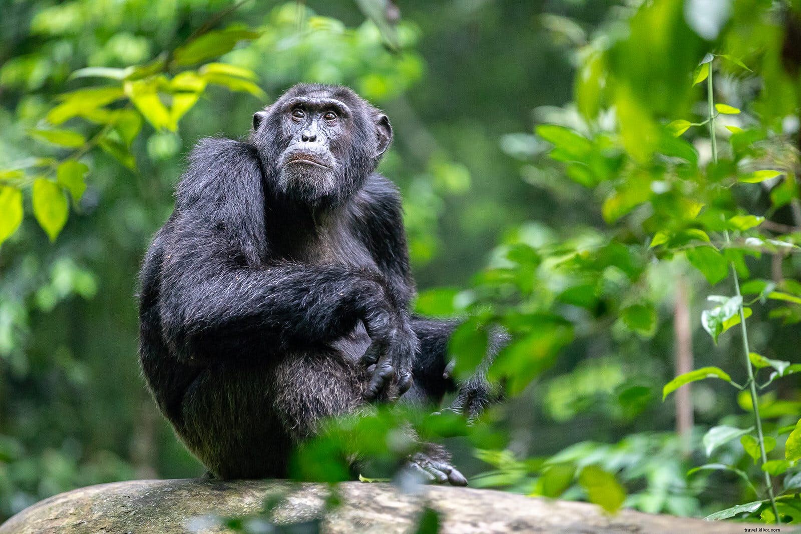 Chimpanzee Tracking in Uganda s Kibale Forest: One of the World s Most Thrilling Wildlife Encounters