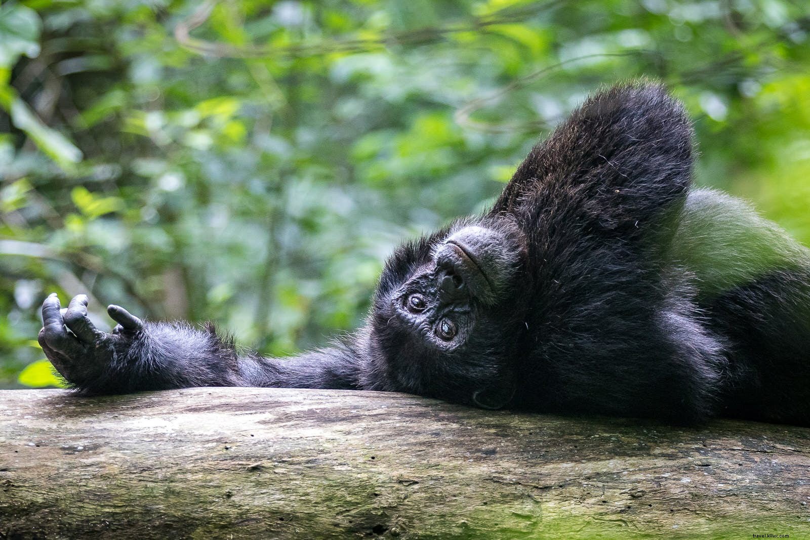 Chimpanzee Tracking in Uganda s Kibale Forest: One of the World s Most Thrilling Wildlife Encounters