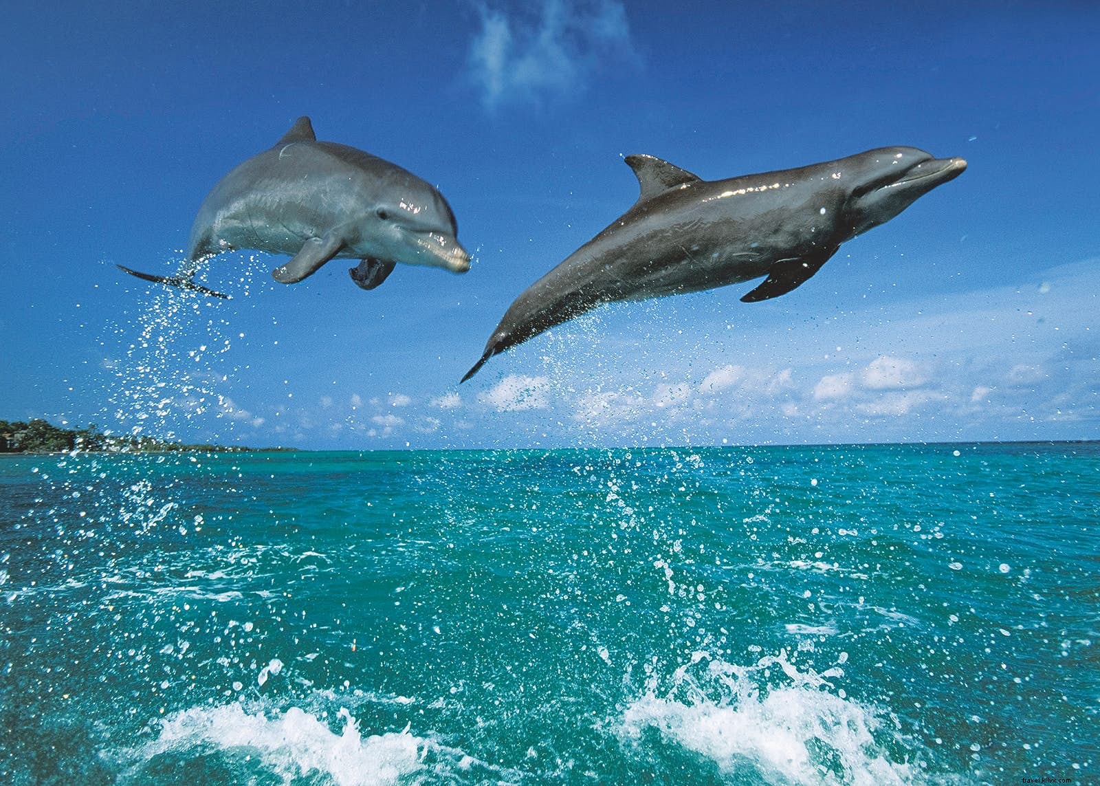 Discover Lesser-Known Wildlife Wonders: Fantastic Beasts and Top Spots to See Them