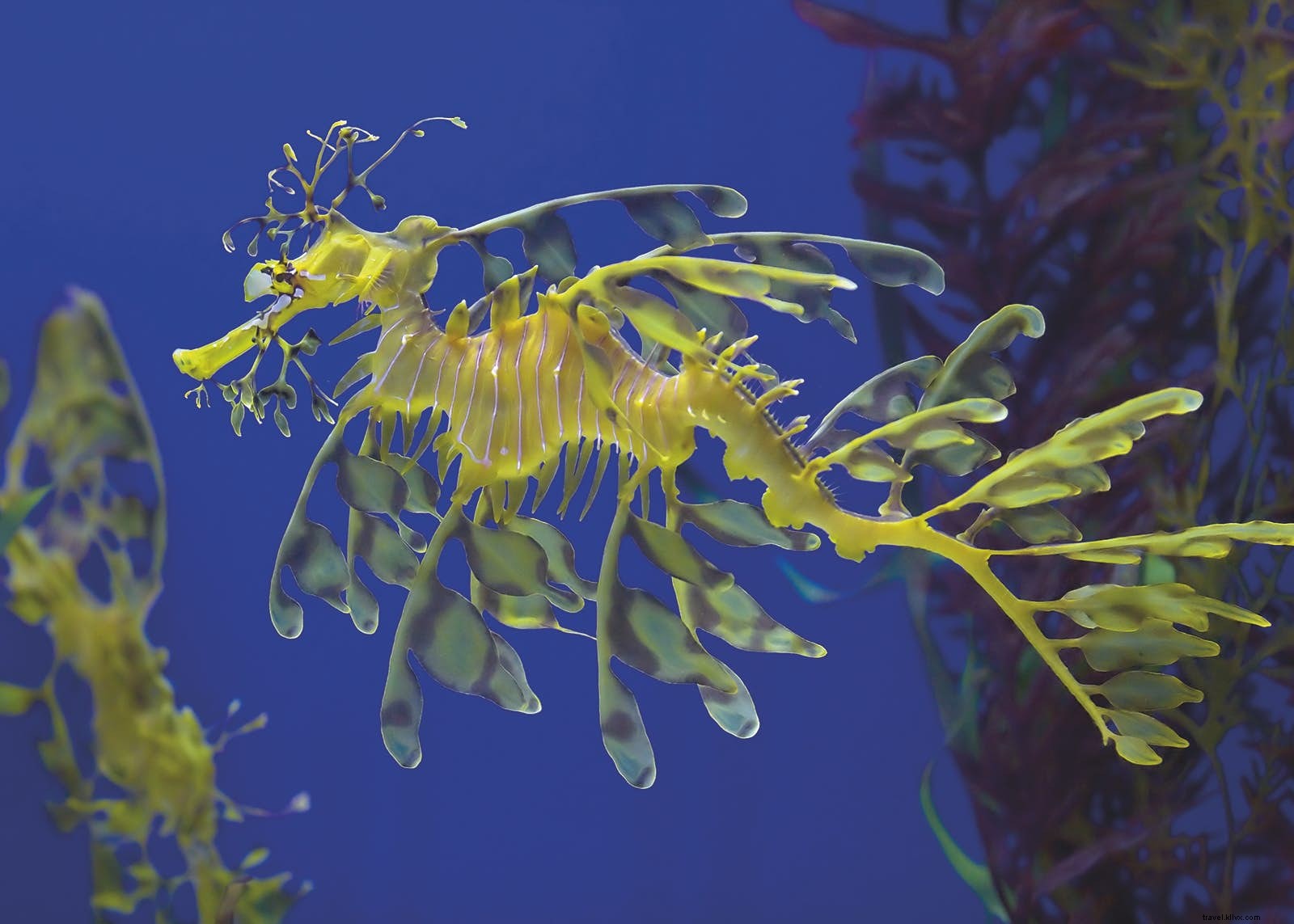 Discover Lesser-Known Wildlife Wonders: Fantastic Beasts and Top Spots to See Them