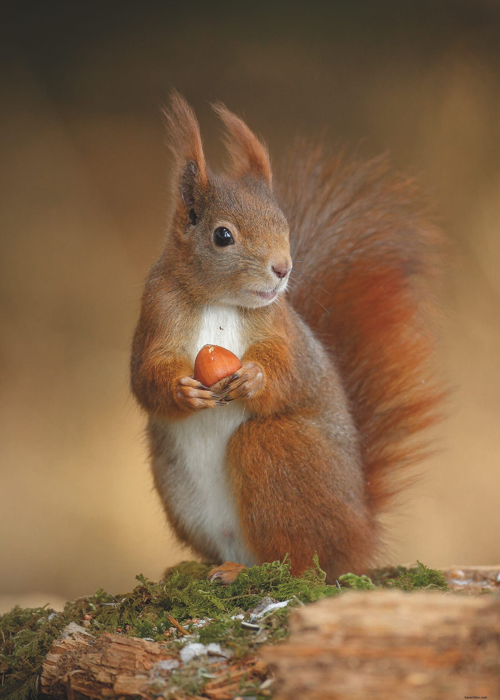 Discover Lesser-Known Wildlife Wonders: Fantastic Beasts and Top Spots to See Them