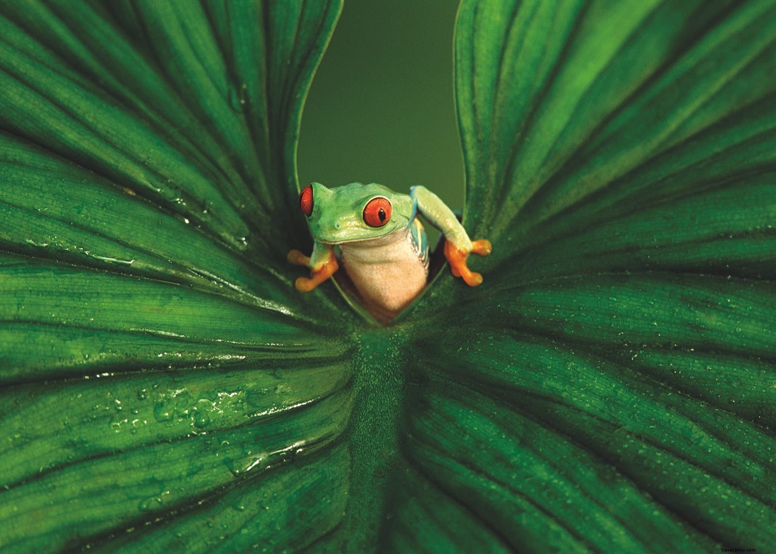 Discover Lesser-Known Wildlife Wonders: Fantastic Beasts and Top Spots to See Them