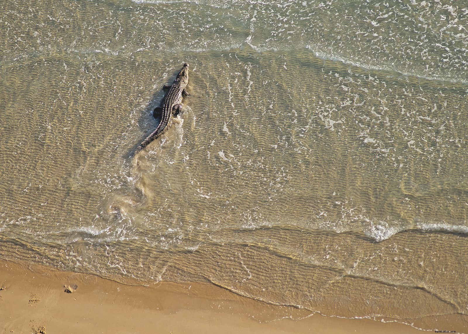 Discover Lesser-Known Wildlife Wonders: Fantastic Beasts and Top Spots to See Them