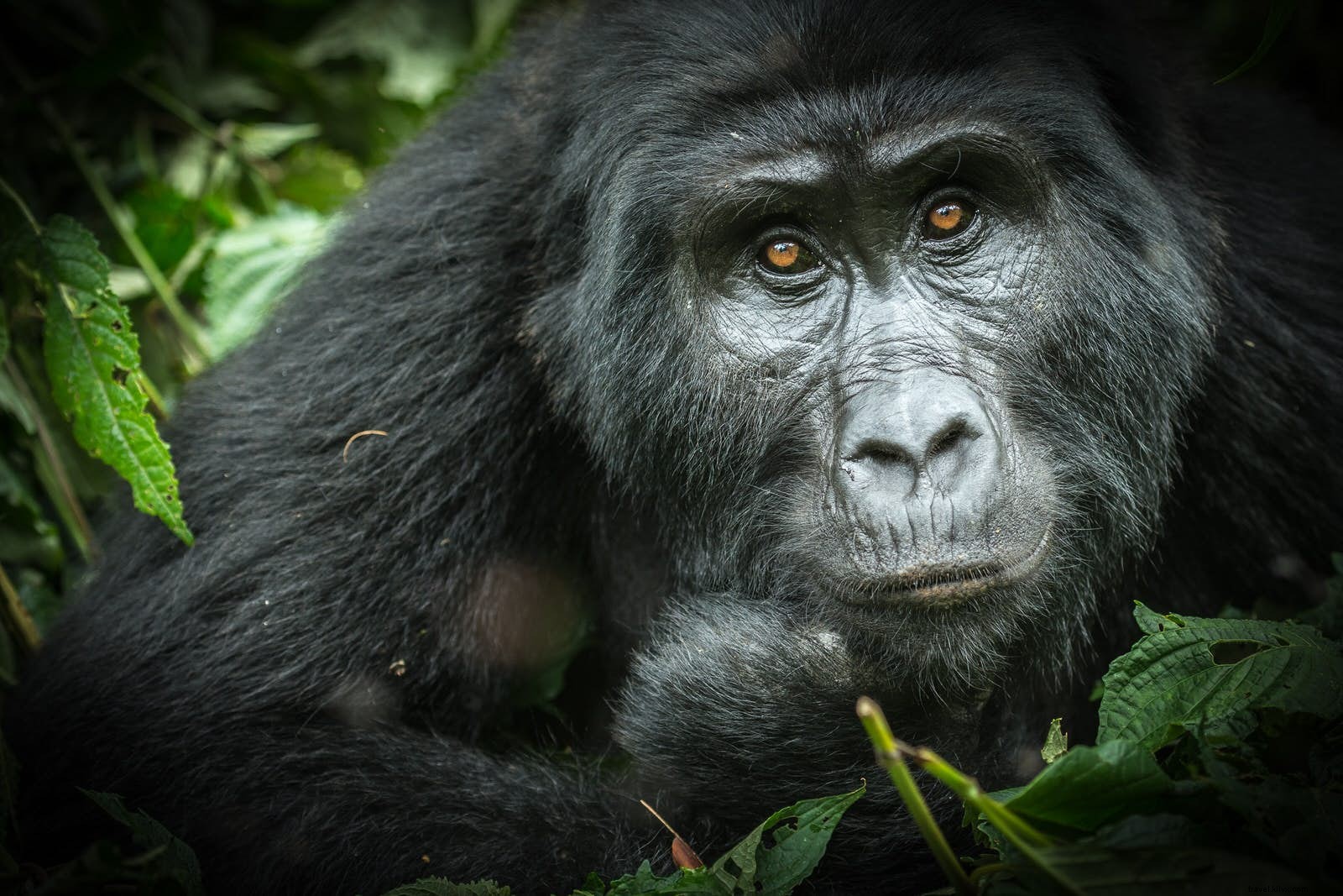 Extended Gorilla Habituation Trek in Uganda: Deeper Encounters with Mountain Gorillas in Bwindi