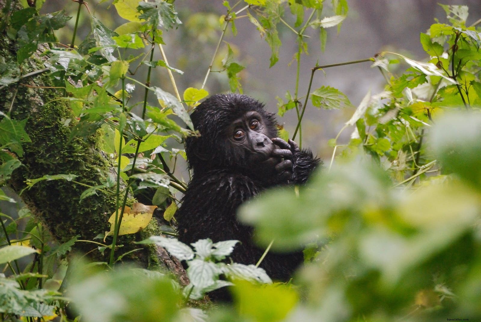 Extended Gorilla Habituation Trek in Uganda: Deeper Encounters with Mountain Gorillas in Bwindi