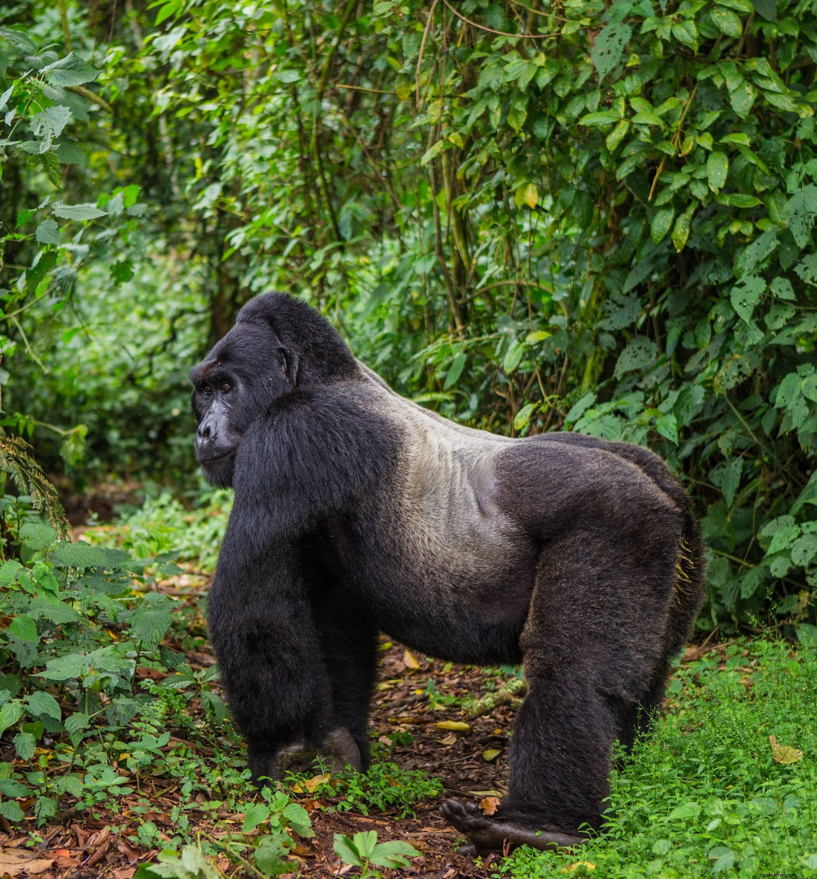 Extended Gorilla Habituation Trek in Uganda: Deeper Encounters with Mountain Gorillas in Bwindi