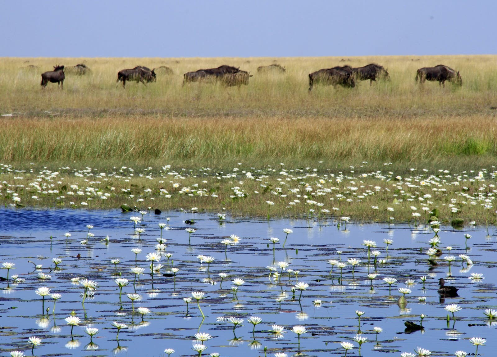 Bangweulu Wetlands and Liuwa Plain: Zambia s Hidden Wildlife Wonders