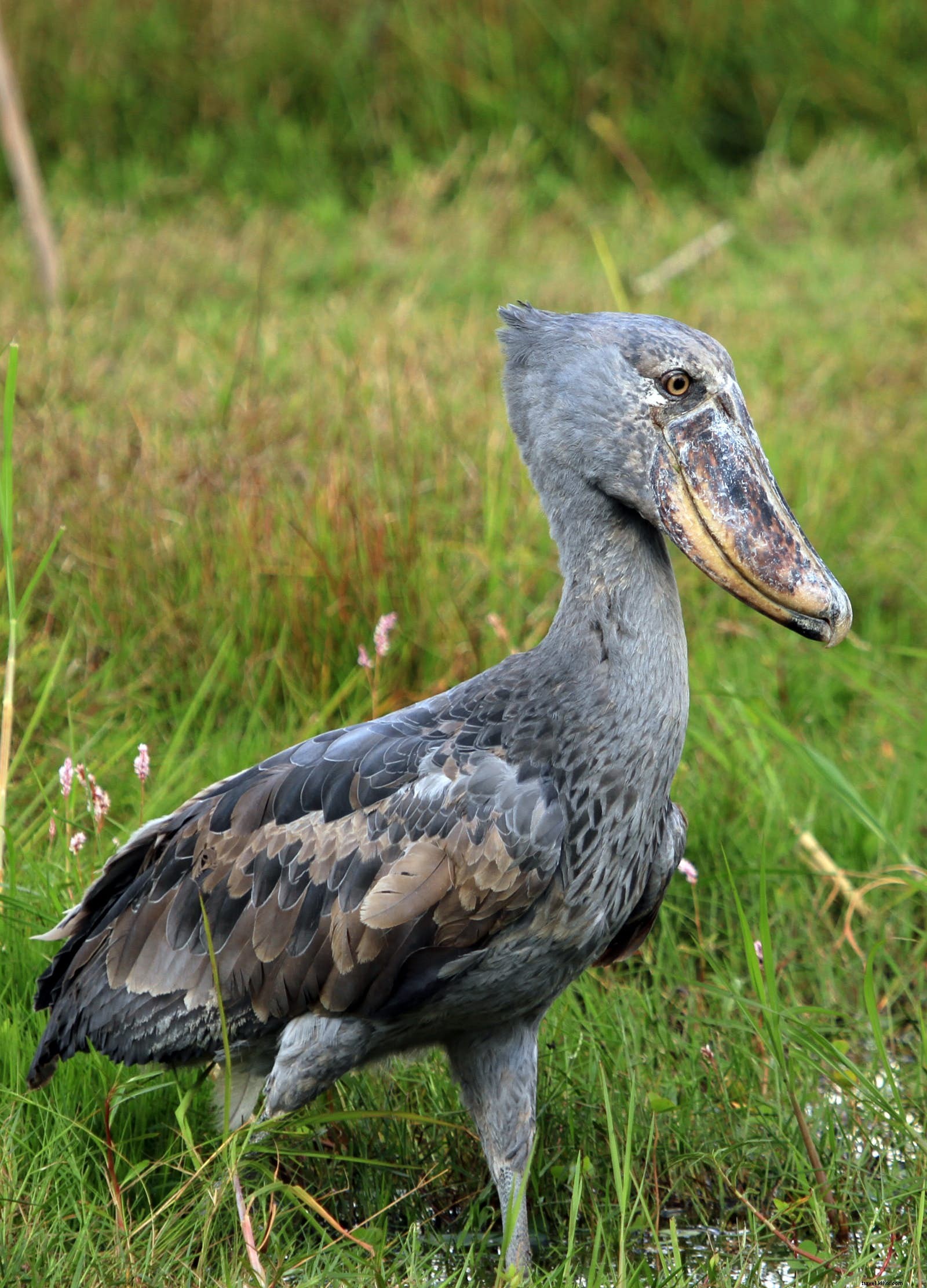 Bangweulu Wetlands and Liuwa Plain: Zambia s Hidden Wildlife Wonders