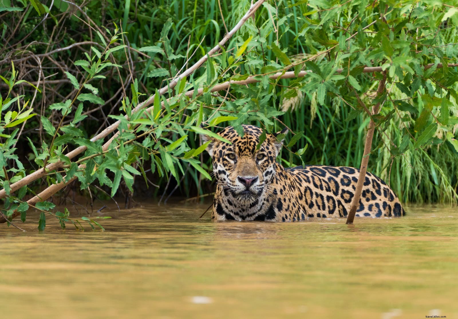 8 Spectacular Wetlands Worldwide: Top Destinations for Wildlife Watching