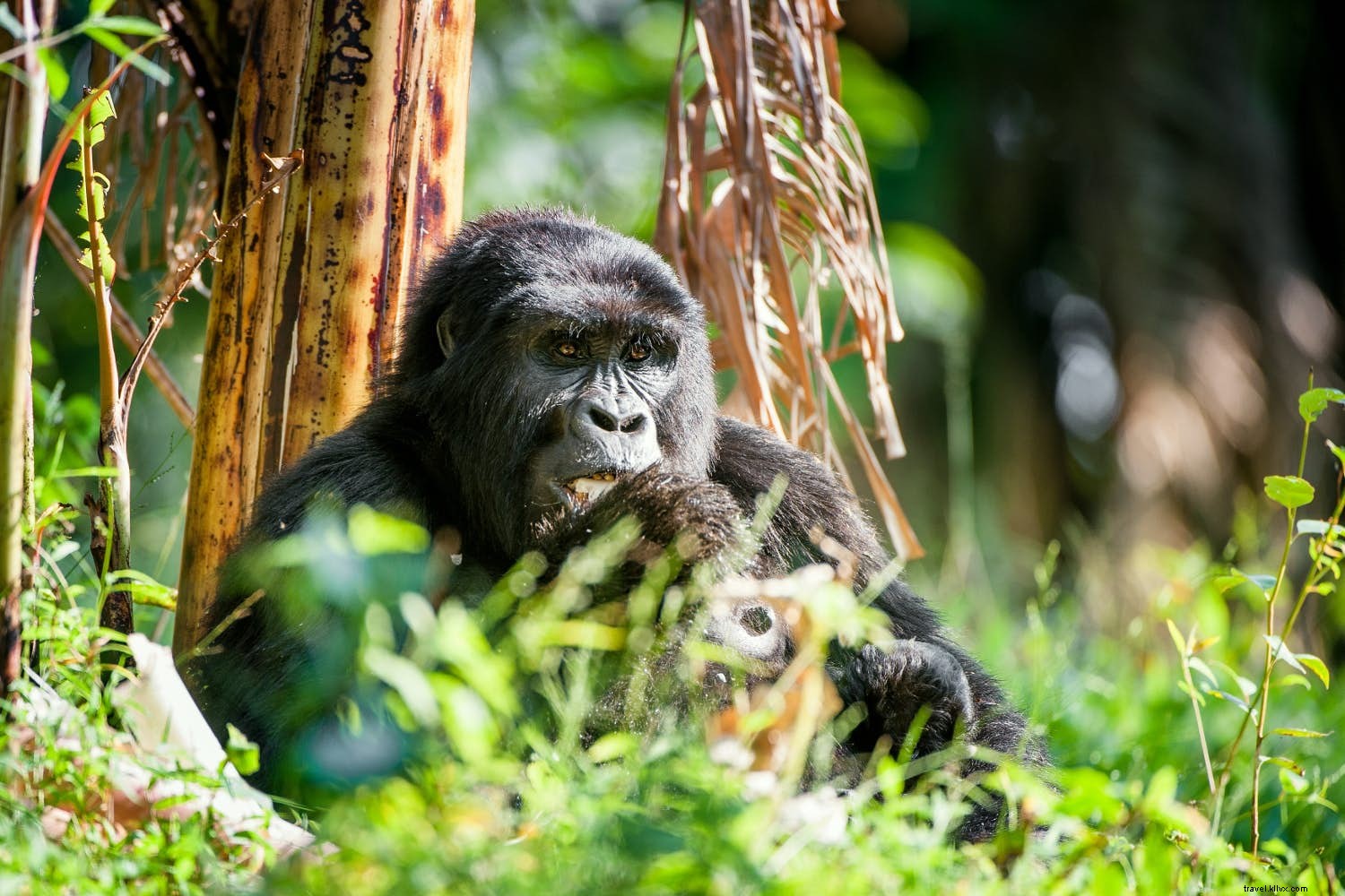 Best Wildlife Destinations for January: Track Gorillas, Wolves, Wildebeest, and Penguins
