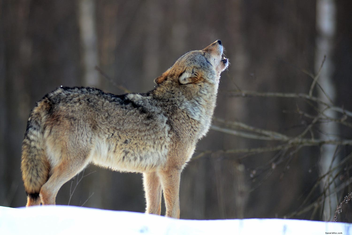 Best Wildlife Destinations for January: Track Gorillas, Wolves, Wildebeest, and Penguins