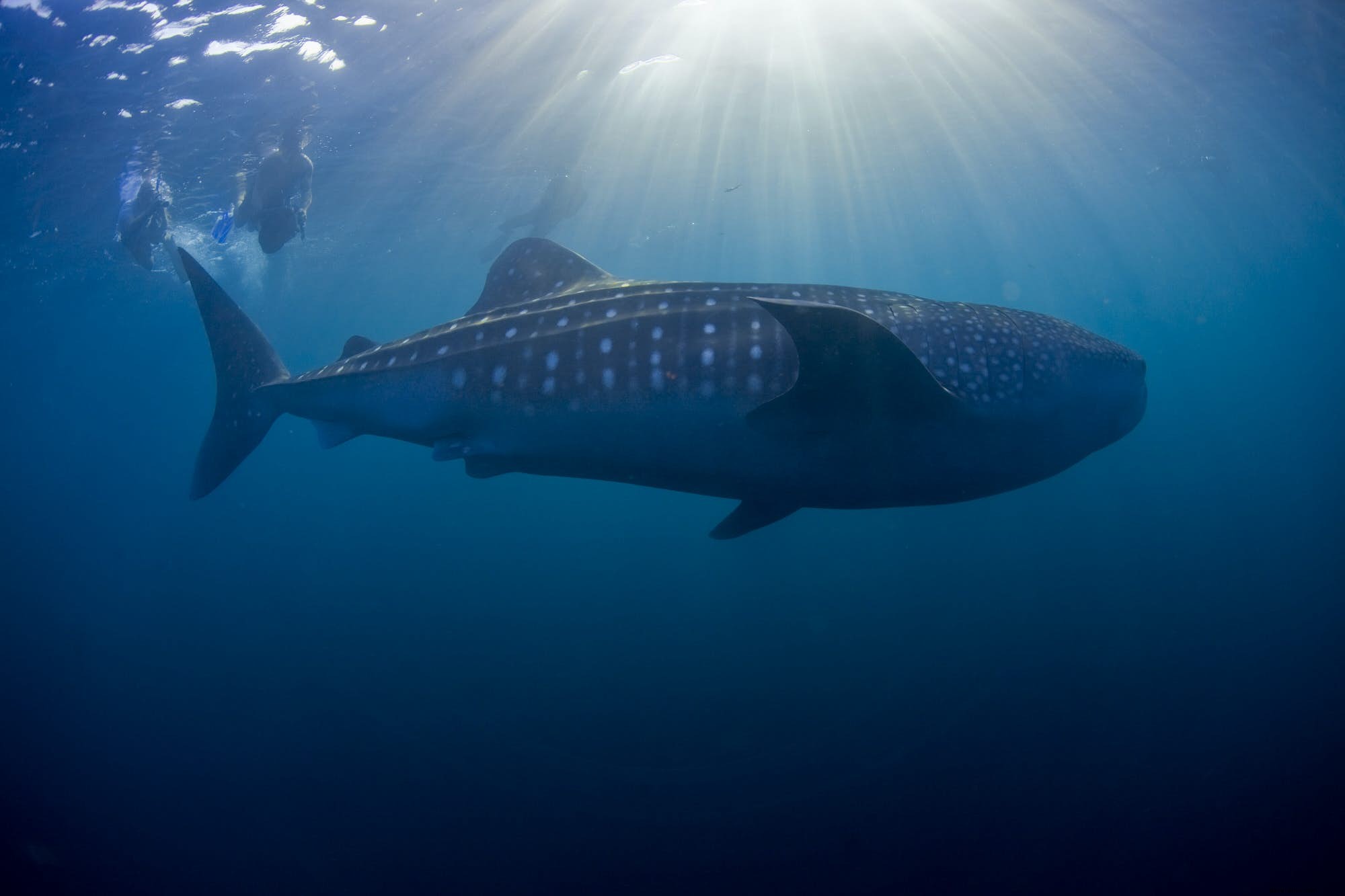 Discover Djibouti s Underwater Paradise: Whale Shark Snorkeling, Pristine Reefs & Shipwrecks