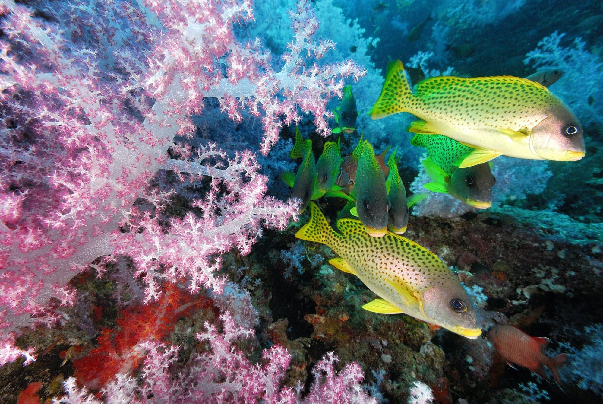 Discover Djibouti s Underwater Paradise: Whale Shark Snorkeling, Pristine Reefs & Shipwrecks