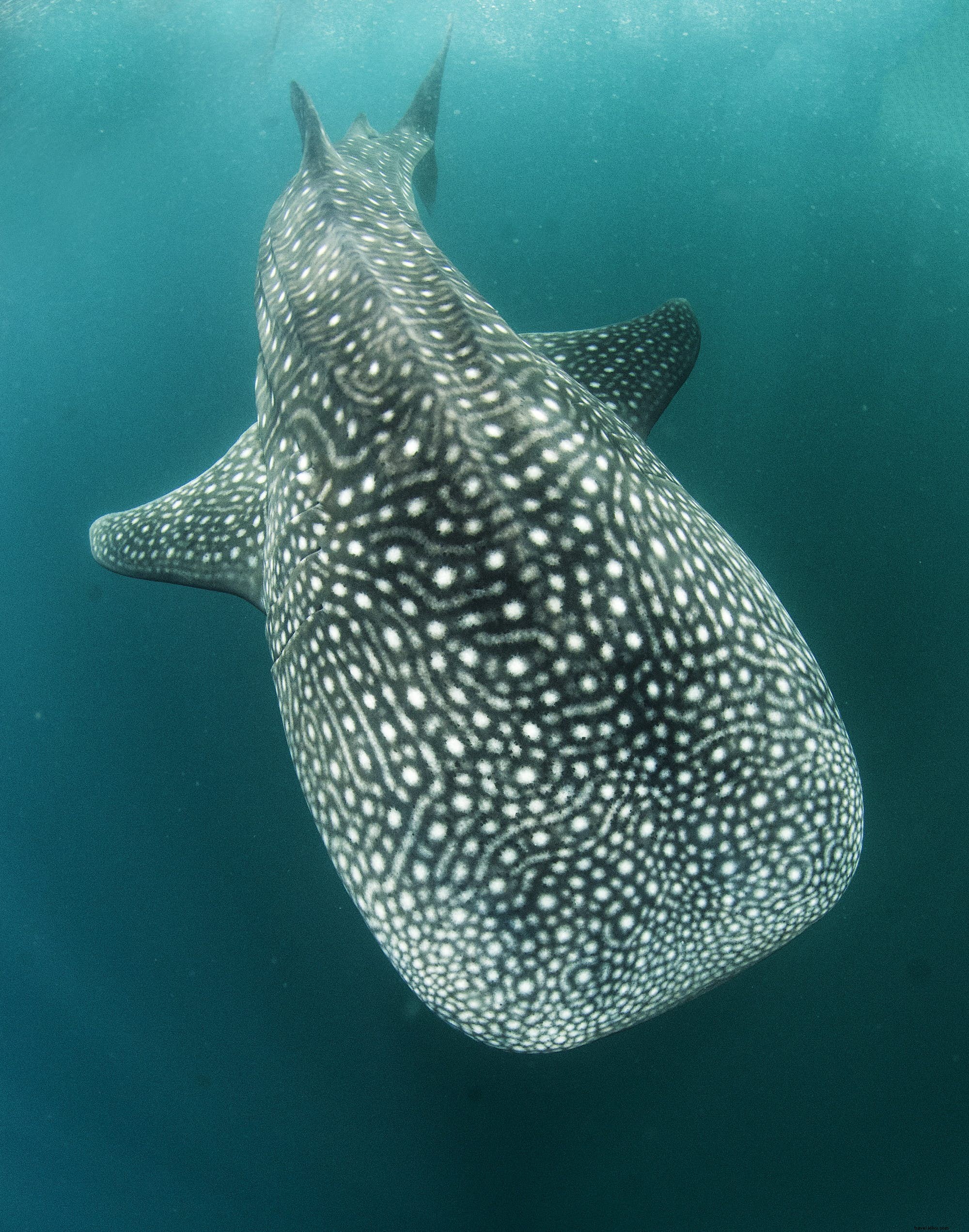 Discover Djibouti s Underwater Paradise: Whale Shark Snorkeling, Pristine Reefs & Shipwrecks