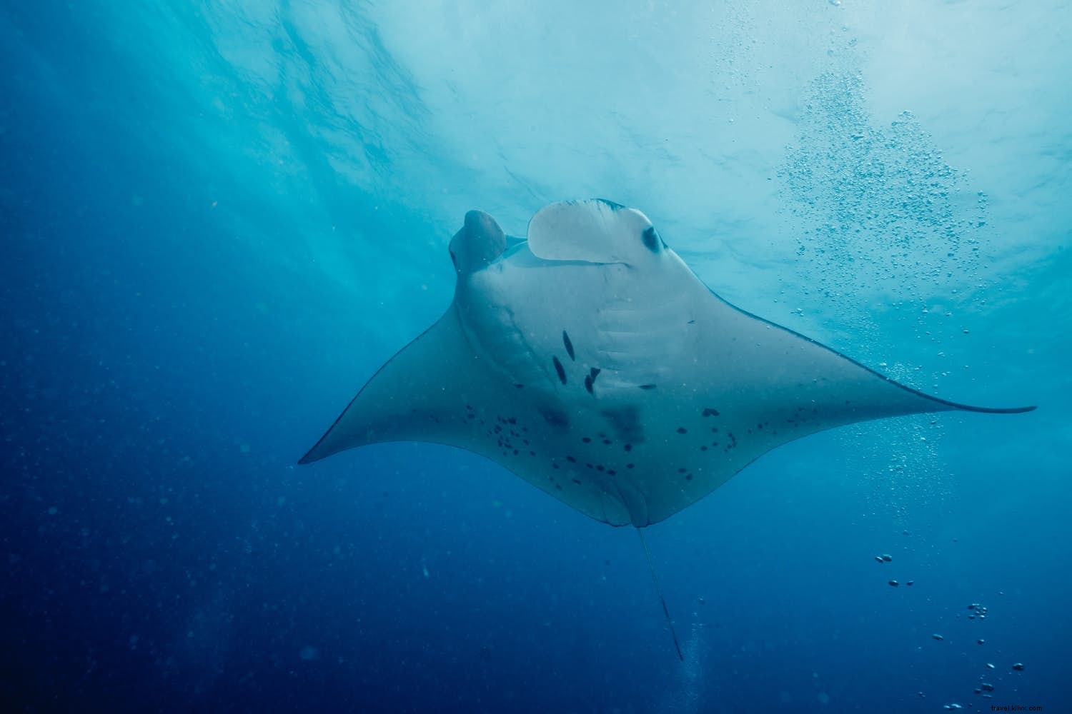 Top June Destinations for Epic Wildlife Encounters and Nature Adventures