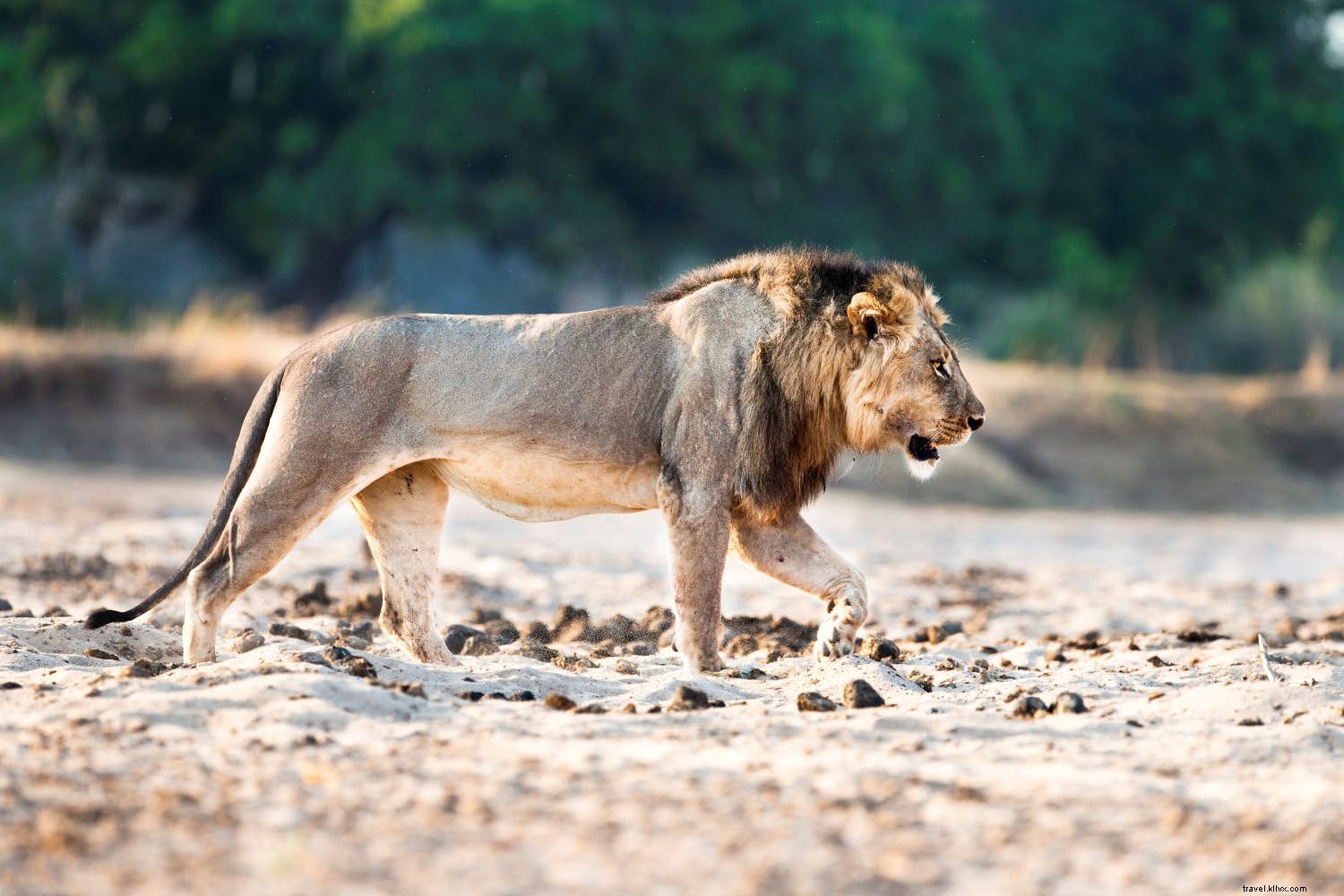 Top June Destinations for Epic Wildlife Encounters and Nature Adventures