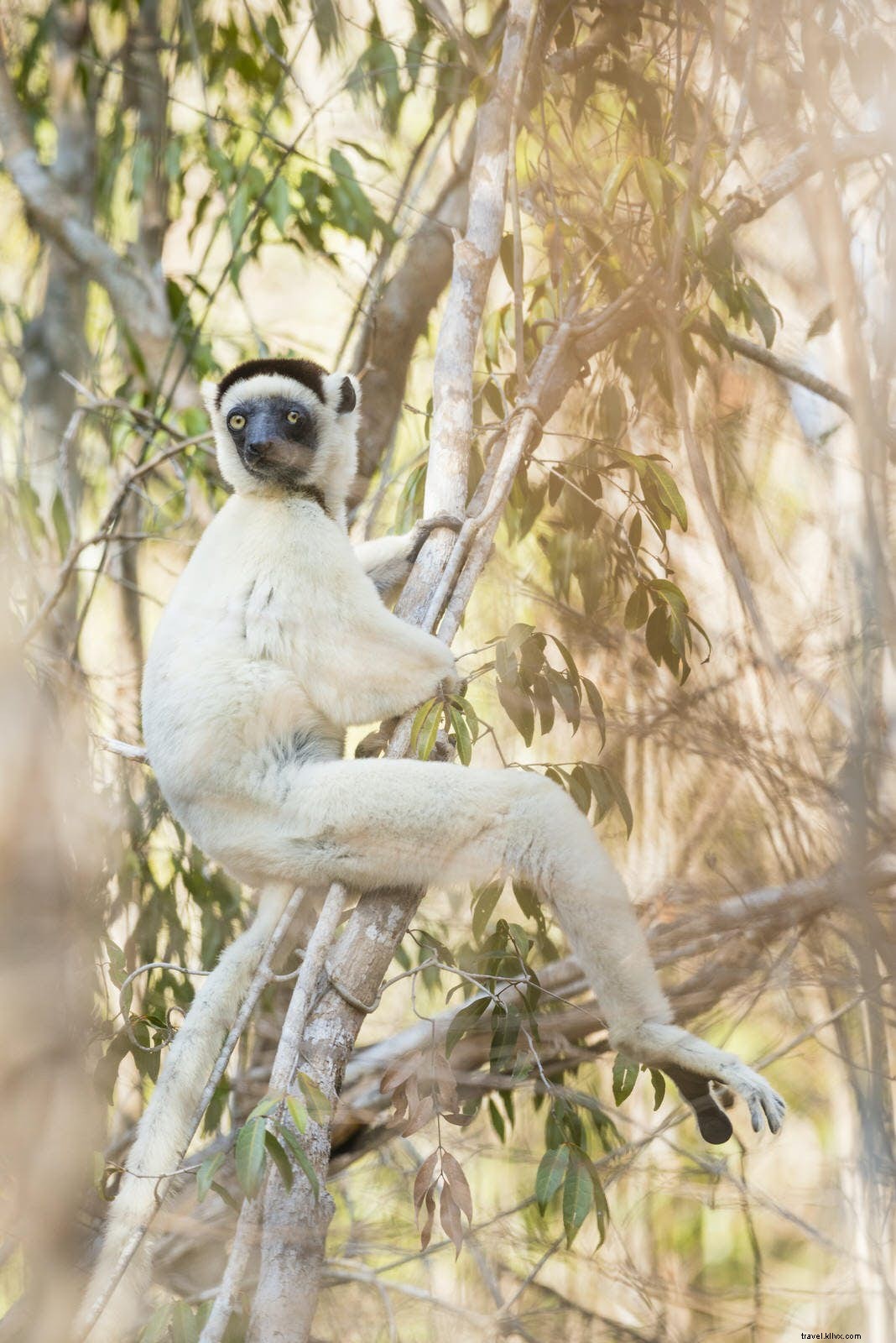 Discover Madagascar: Unique Wildlife Wonders from Lemurs to Tsingy Peaks