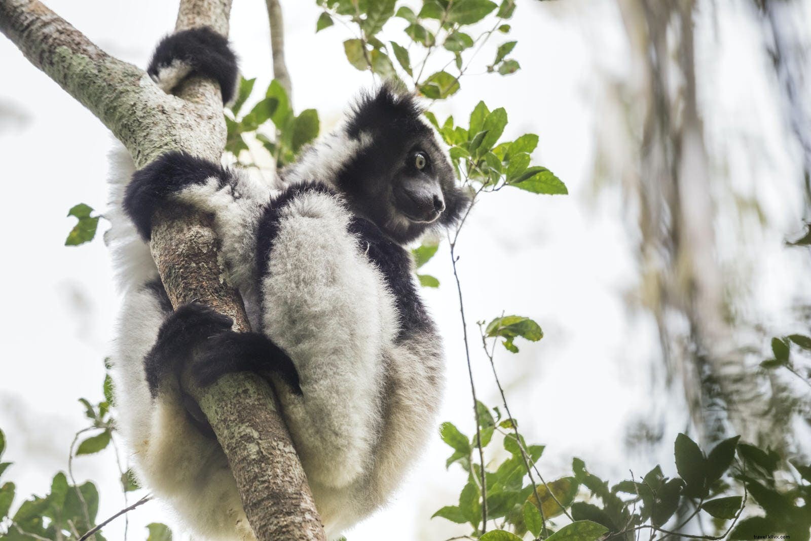 Discover Madagascar: Unique Wildlife Wonders from Lemurs to Tsingy Peaks