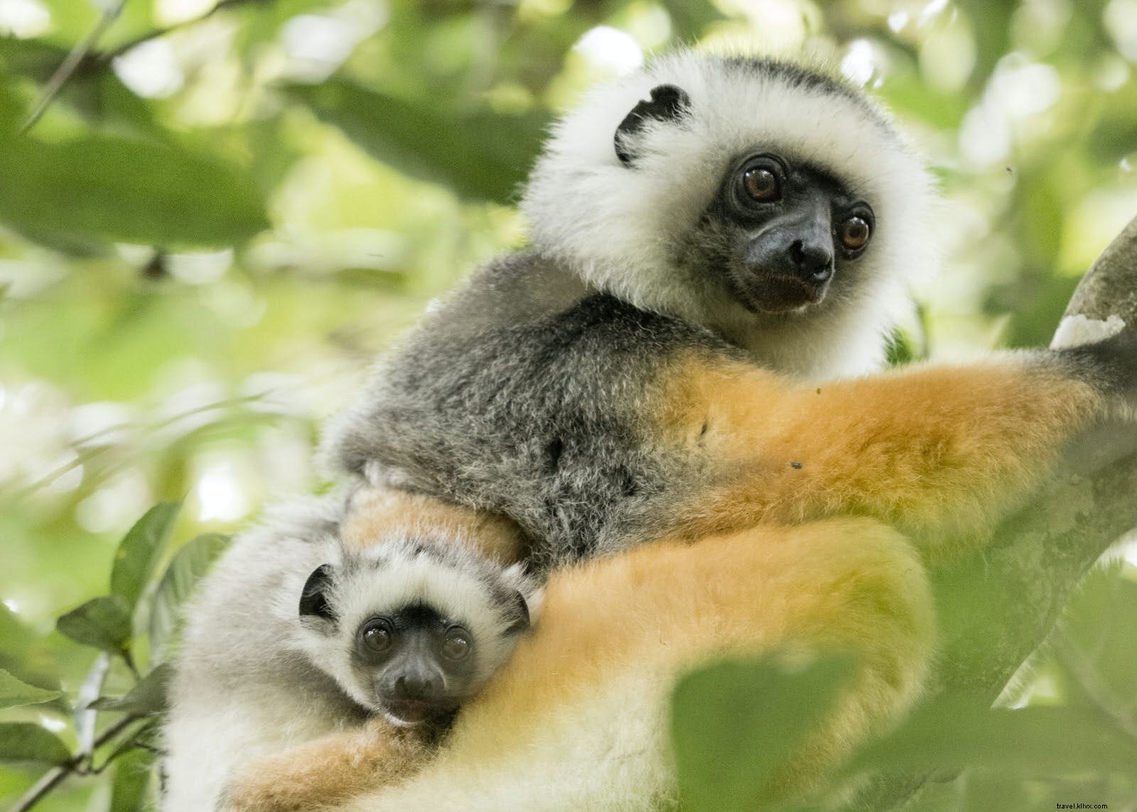 Discover Madagascar: Unique Wildlife Wonders from Lemurs to Tsingy Peaks