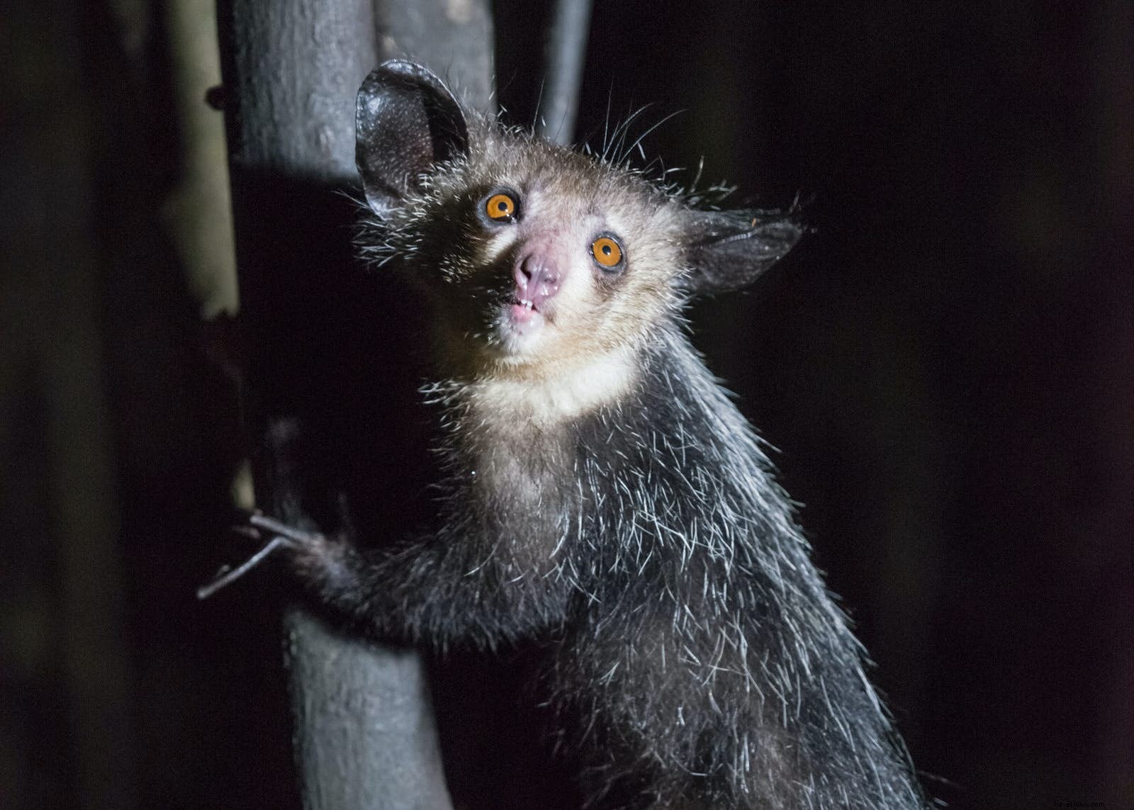 Discover Madagascar: Unique Wildlife Wonders from Lemurs to Tsingy Peaks