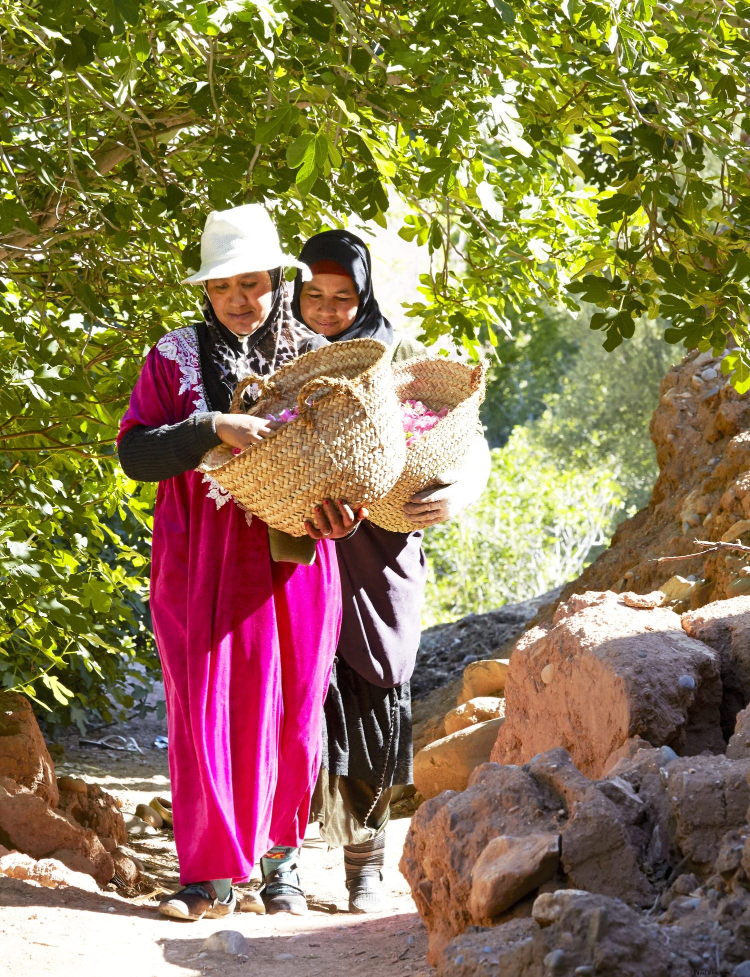 Morocco s Valley of the Roses: Experience the Iconic Rose Festival in the Atlas Mountains
