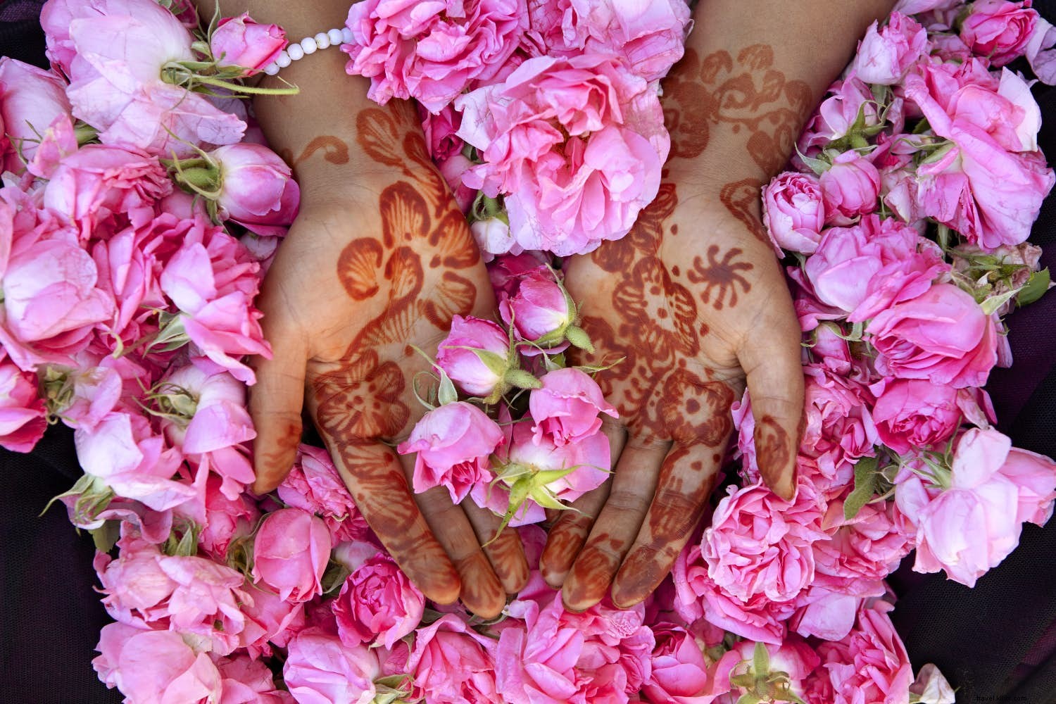 Morocco s Valley of the Roses: Experience the Iconic Rose Festival in the Atlas Mountains