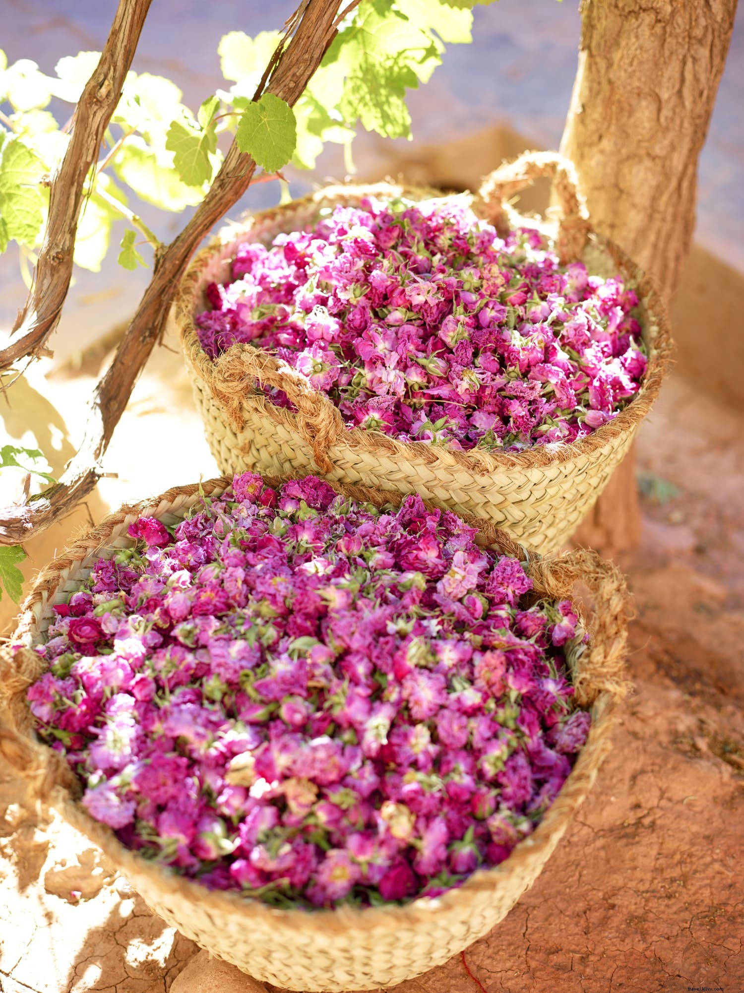 Morocco s Valley of the Roses: Experience the Iconic Rose Festival in the Atlas Mountains