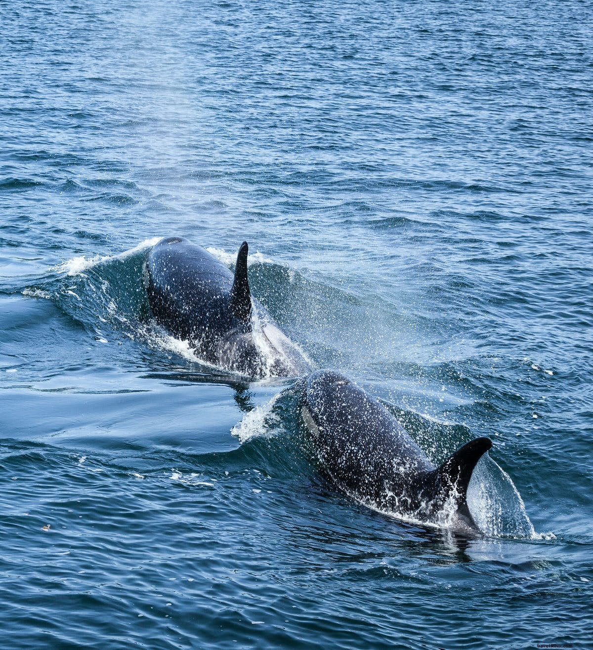 Beyond African Safaris: Exceptional Wildlife Adventures for Nature Lovers