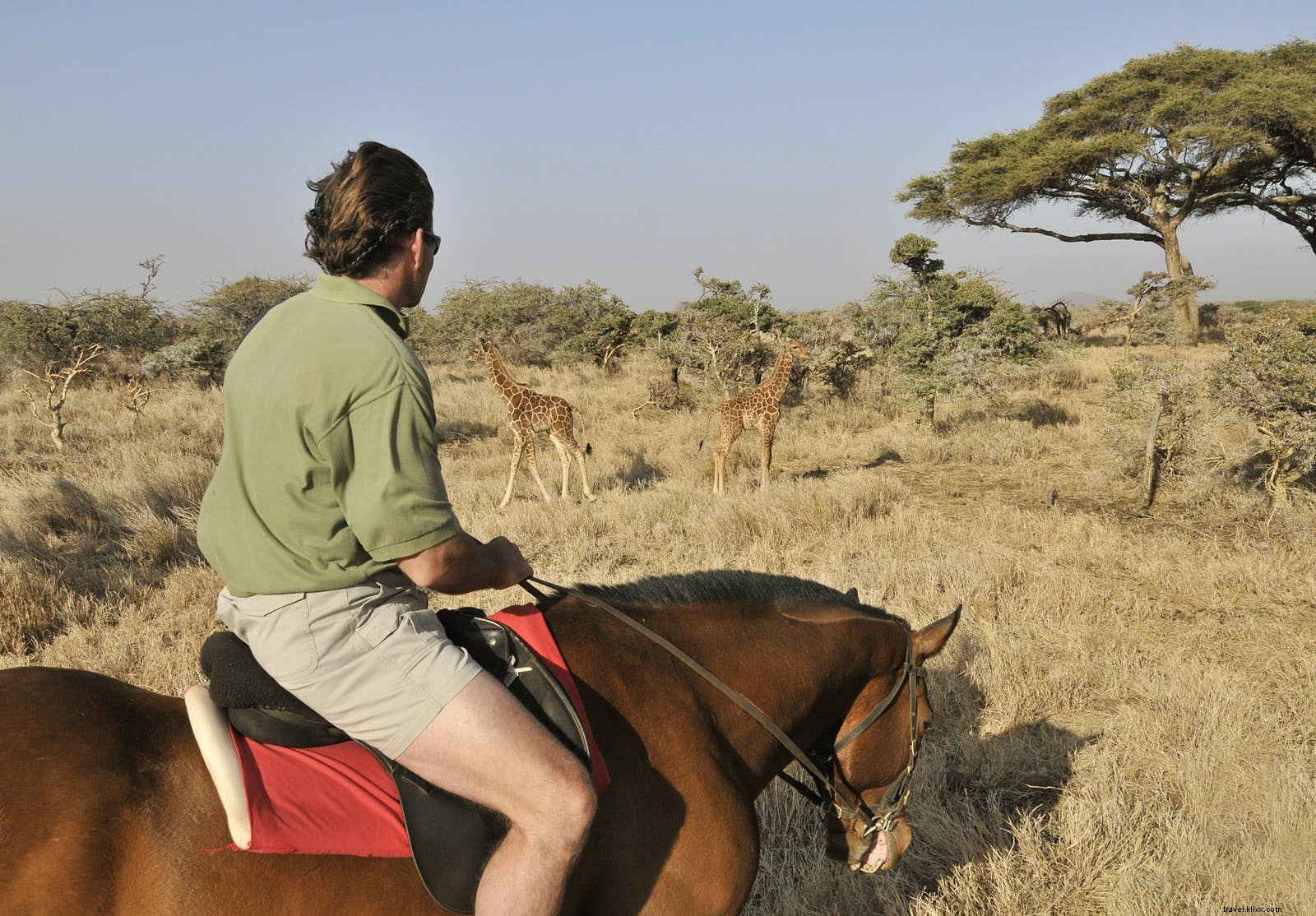 Beyond African Safaris: Exceptional Wildlife Adventures for Nature Lovers