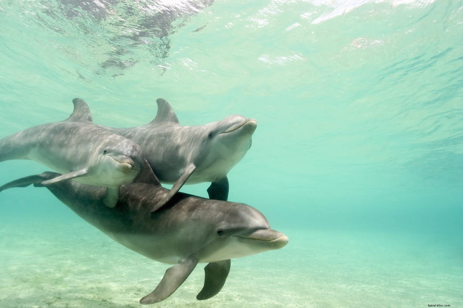 Top February Adventure Destinations: Northern Lights, Skiing, Kilimanjaro & Diving