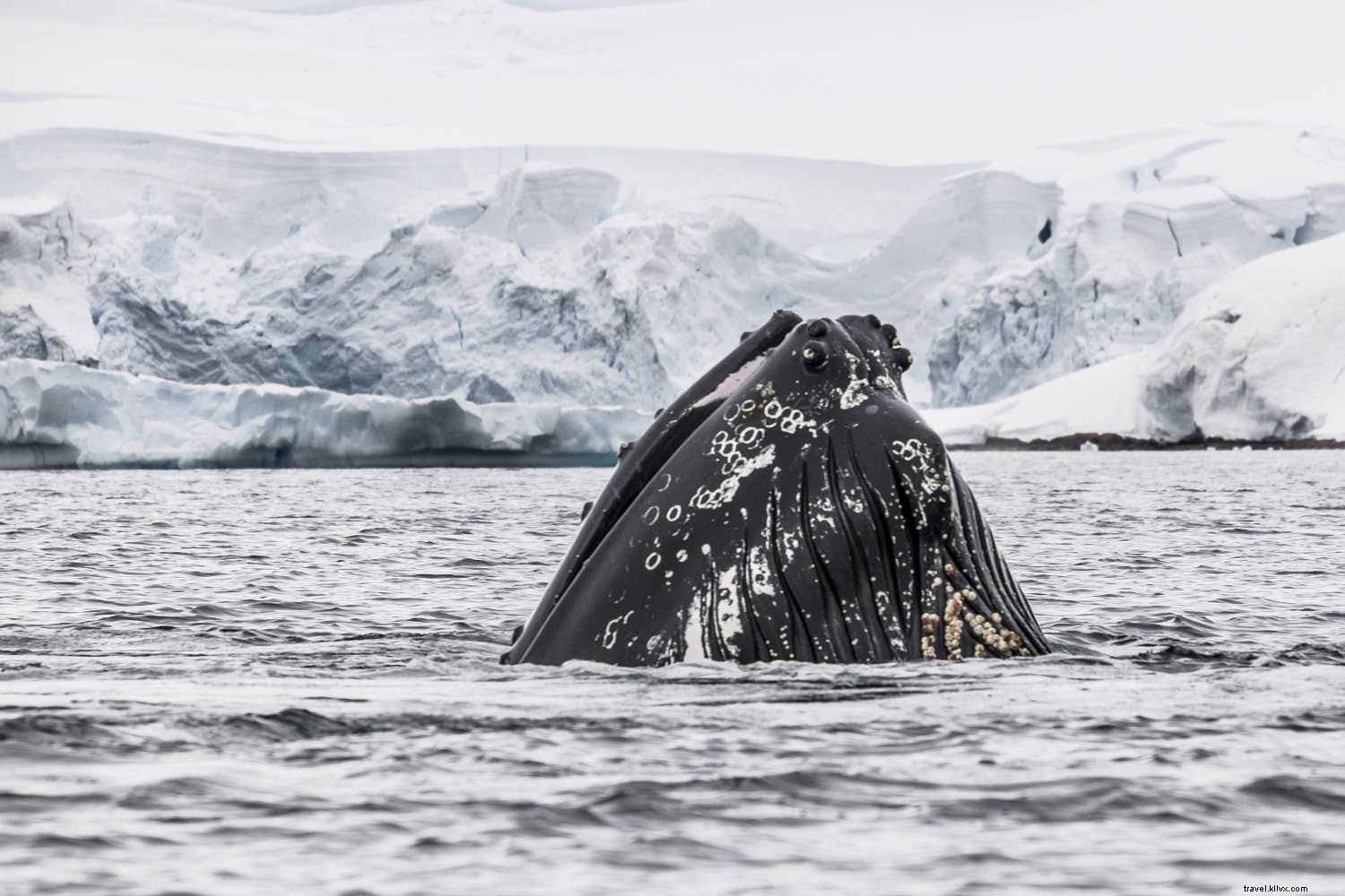 Festive Escapes: Unique Ways to Celebrate Christmas and New Year Around the World