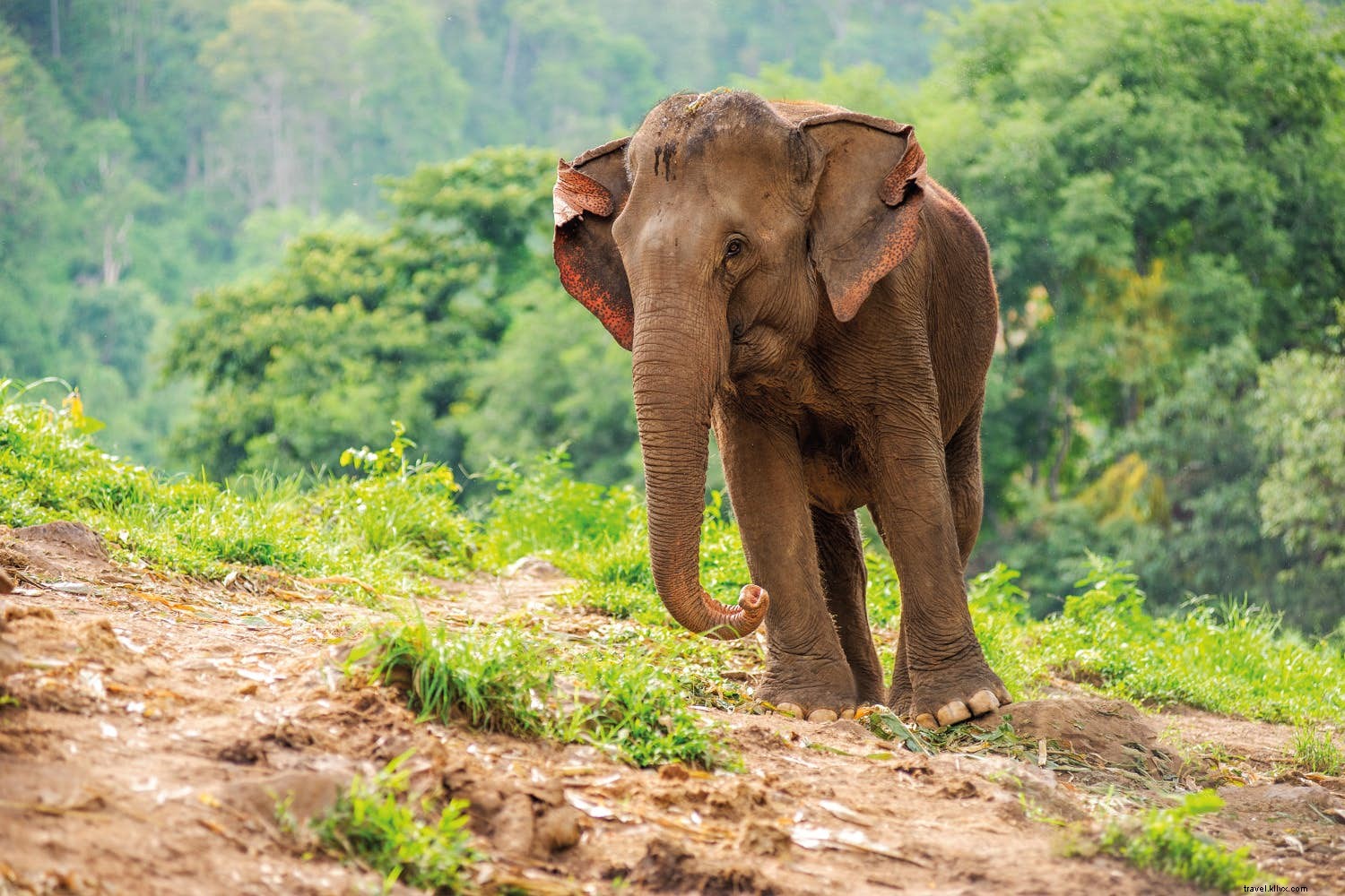 Sustainable Travel: Expert Tips for Eco-Friendly Choices That Protect the Planet