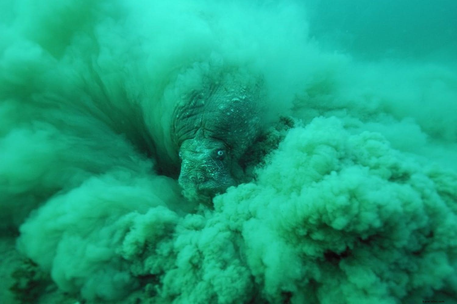 In Conversation with Göran Ehlmé: Acclaimed Underwater Photographer and Explorer