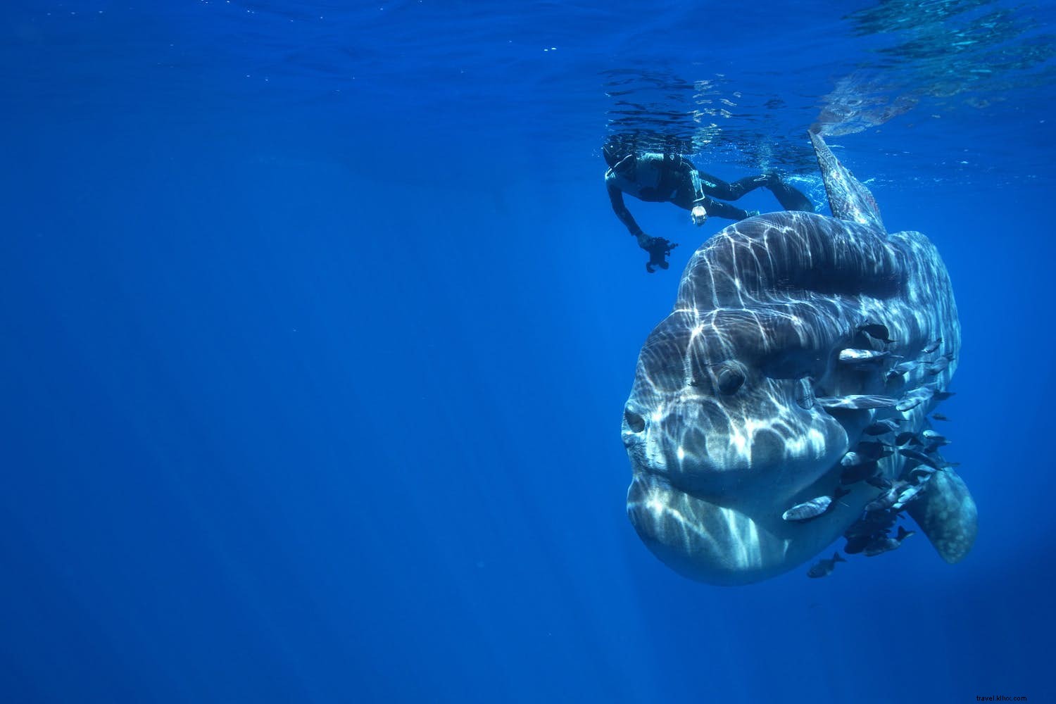 In Conversation with Göran Ehlmé: Acclaimed Underwater Photographer and Explorer