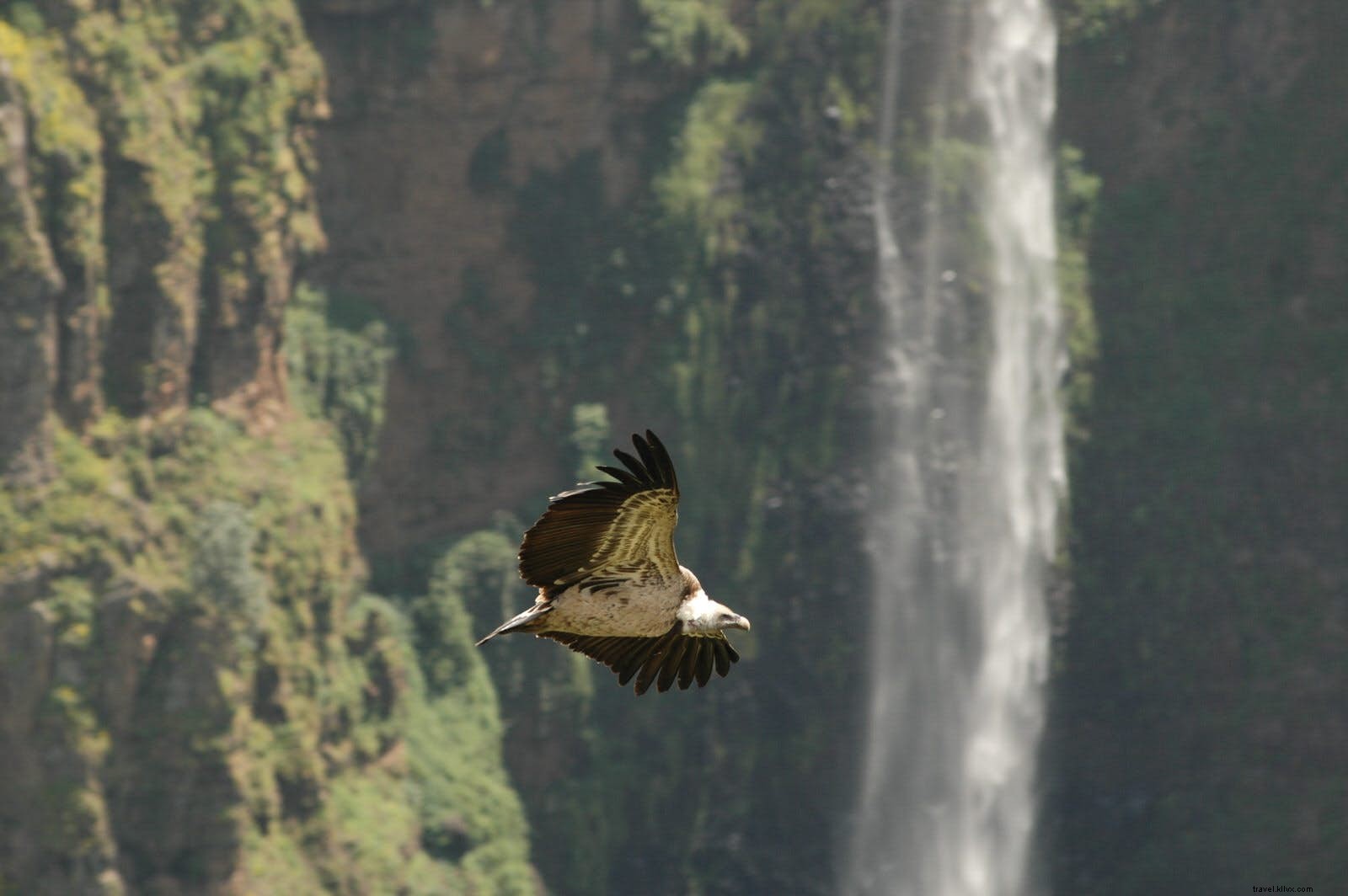 Ultimate Guide to Trekking Ethiopia s Simien Mountains: Dramatic Landscapes and Unique Wildlife