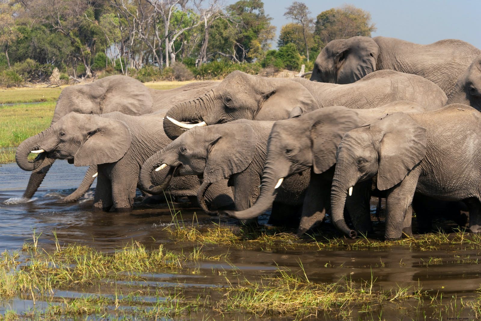 Affordable African Safaris: Spot the Big Five Without Breaking the Bank